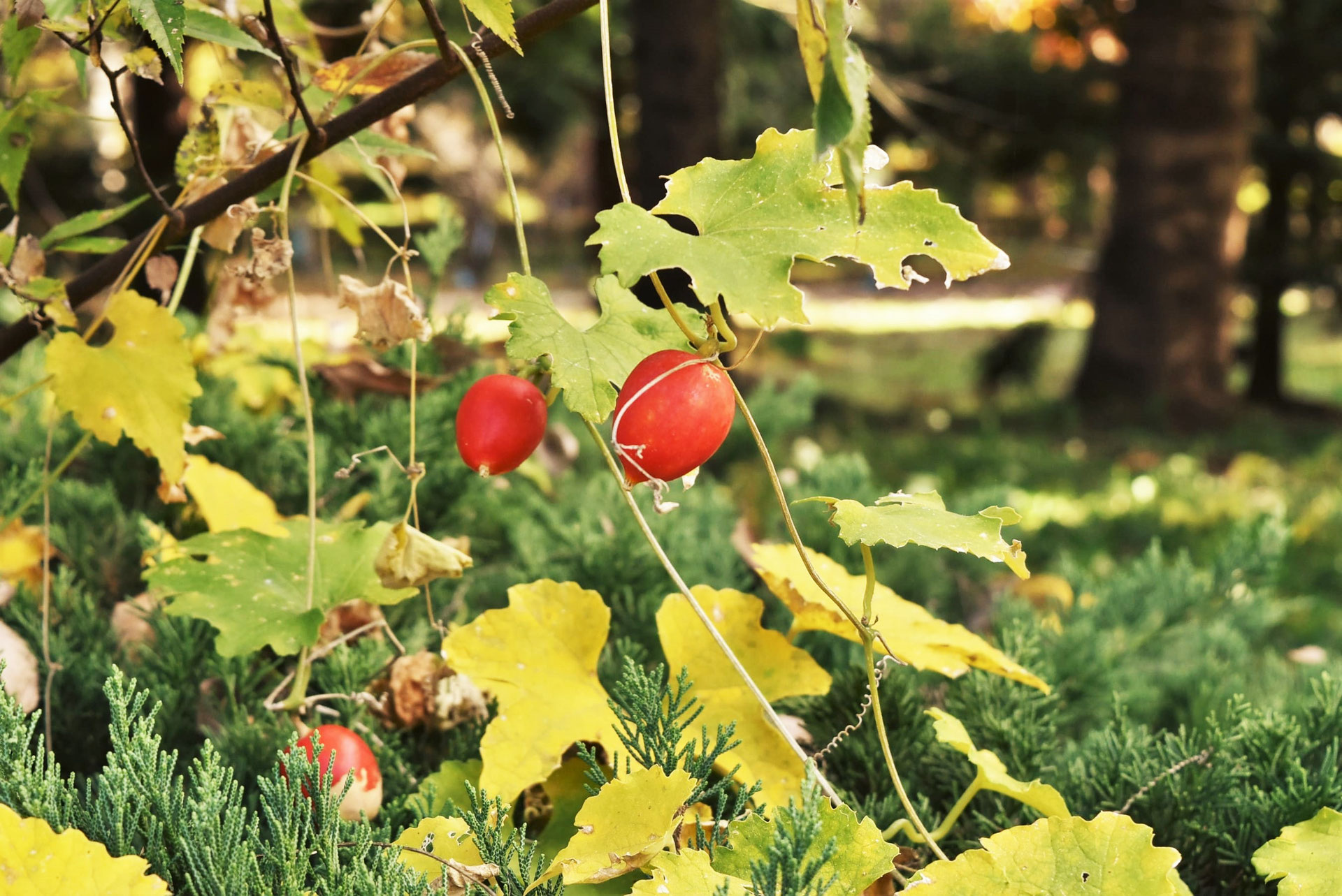 カラスウリ-オレンジ色の実-植物