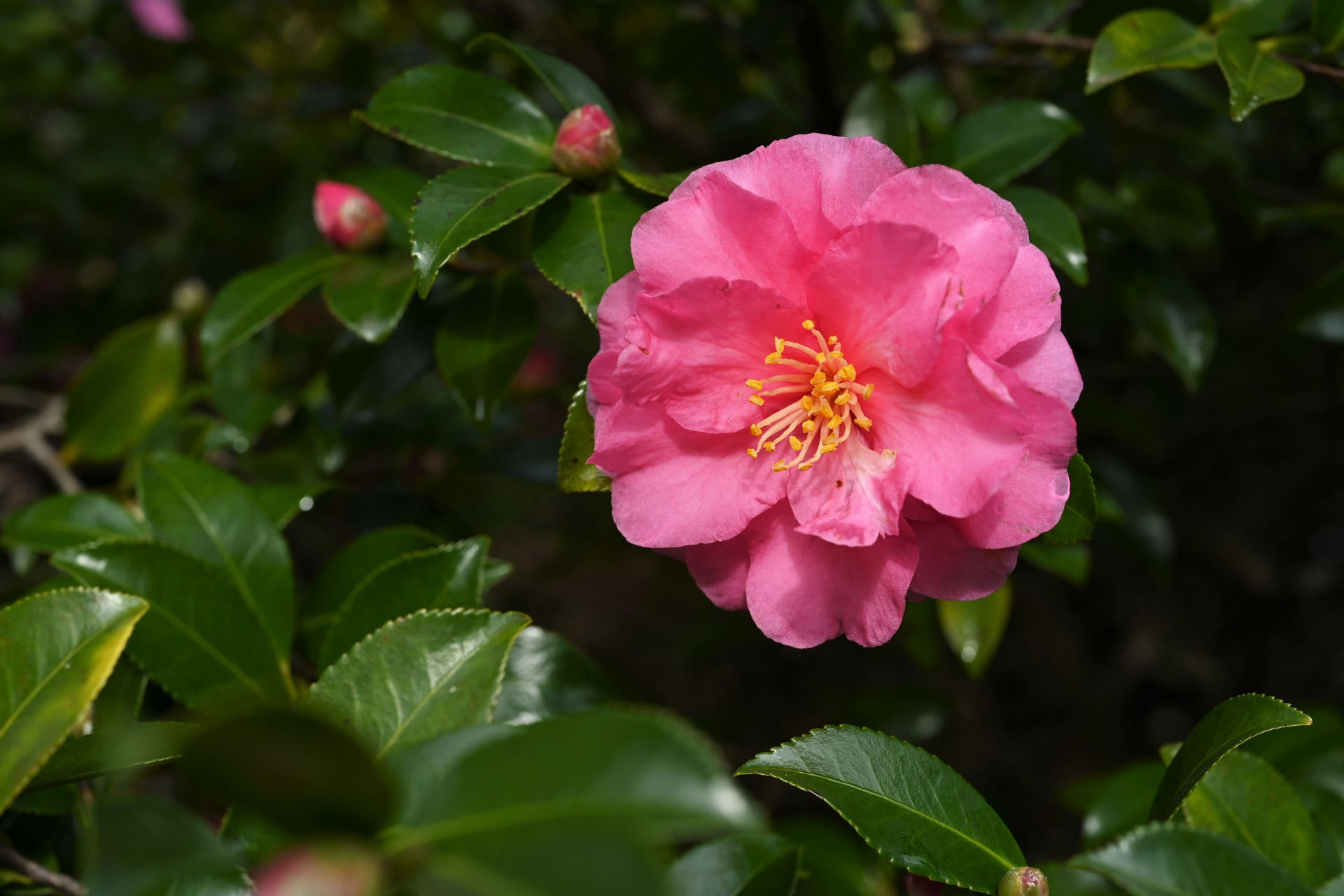 カンツバキ 寒椿 庭木図鑑 植木ペディア