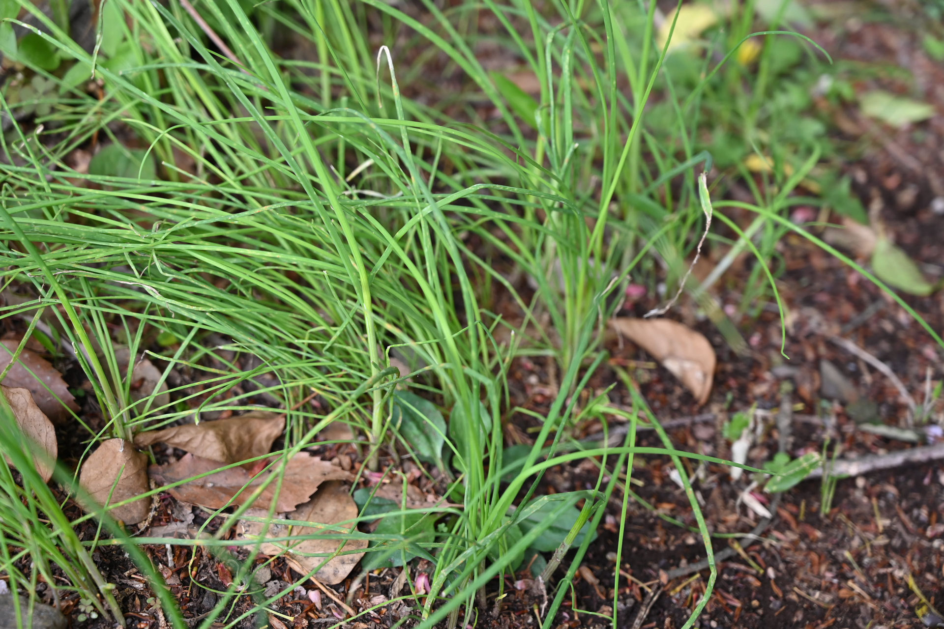 ノビル／のびる／野蒜 - 庭木図鑑 植木ペディア