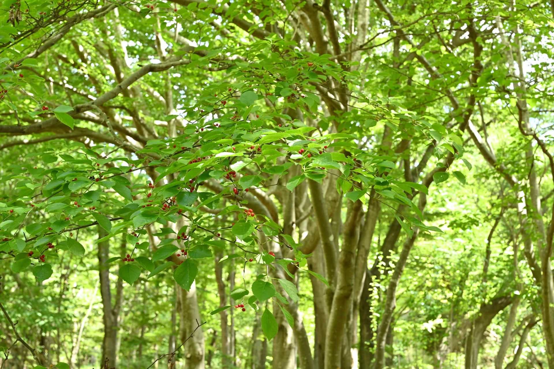 アオハダ - 庭木図鑑 植木ペディア