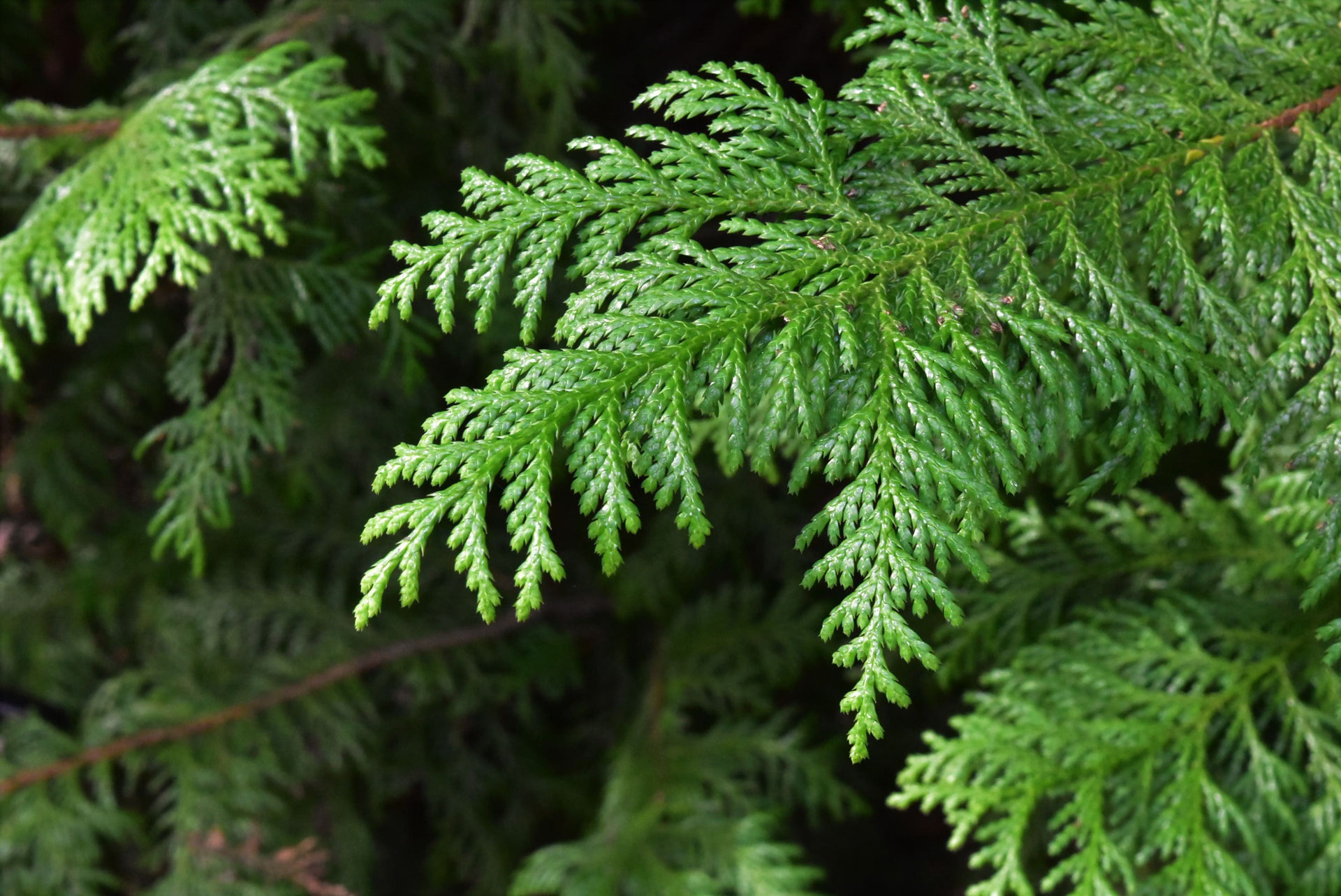 サワラ 花柏 庭木図鑑 植木ペディア