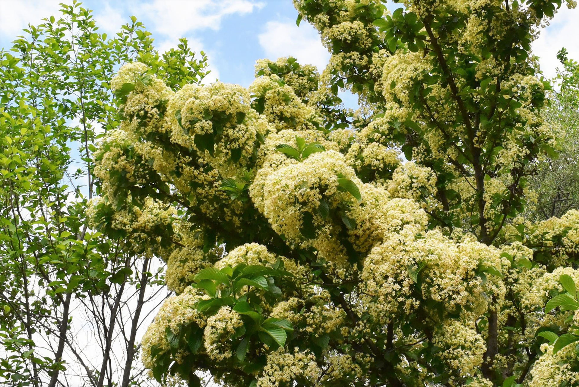 ゴマギ 胡麻木 庭木図鑑 植木ペディア