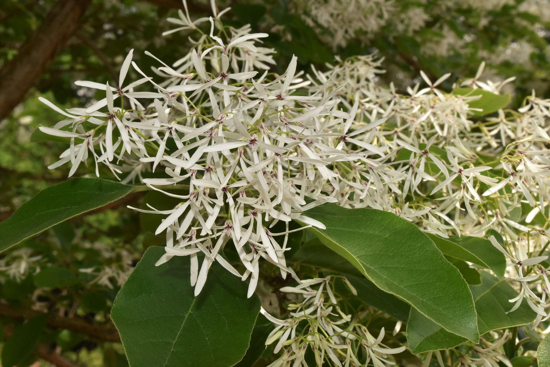 ヒトツバタゴ 庭木図鑑 植木ペディア ヒトツバタゴ 庭木図鑑 植木ペディア