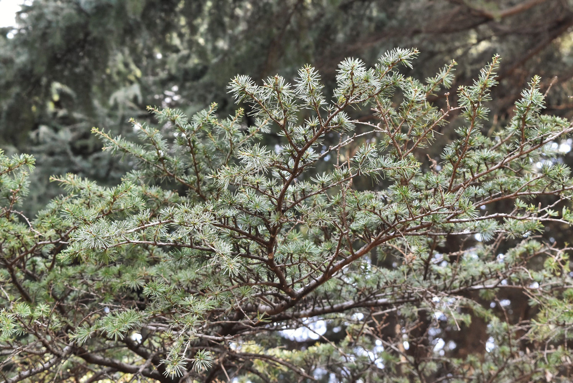 アトラスシーダー - 庭木図鑑 植木ペディア アトラスシーダー - 庭木図鑑 植木ペディア