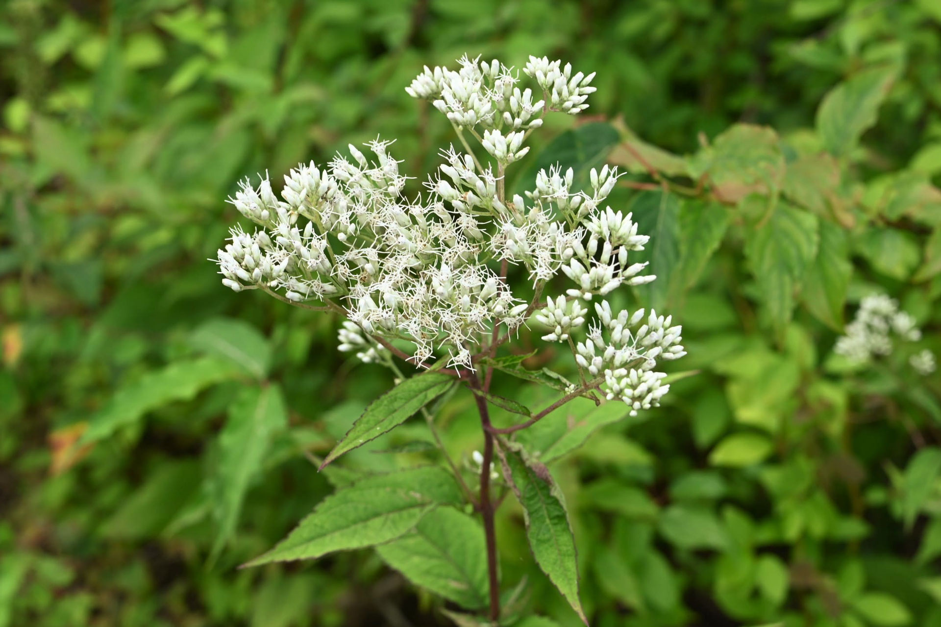 ヒヨドリバナ ひよどりばな 鵯花 庭木図鑑 植木ペディア