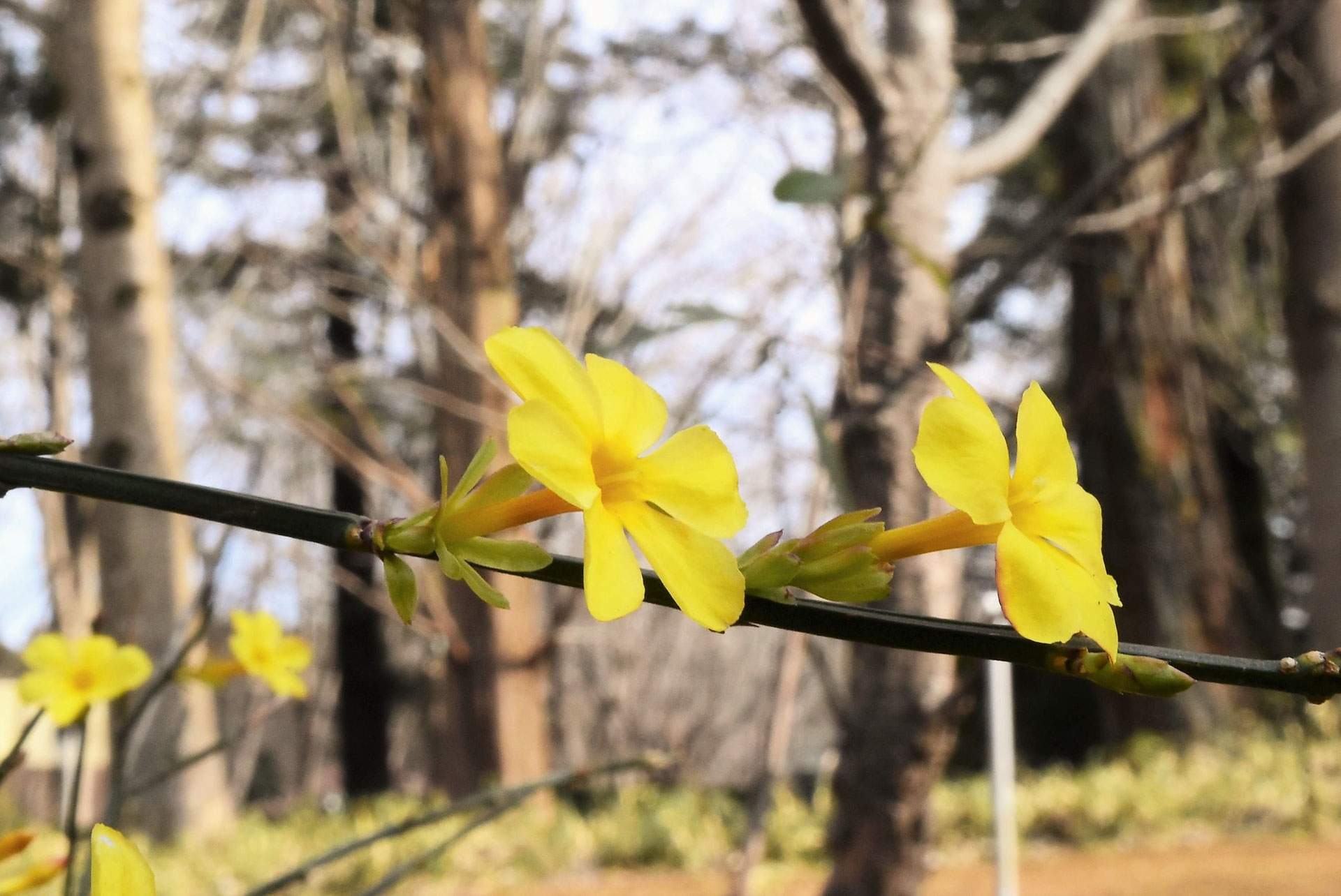 オウバイ(黄梅) - 庭木図鑑 植木ペディア オウバイ(黄梅) - 庭木図鑑 植木ペディア