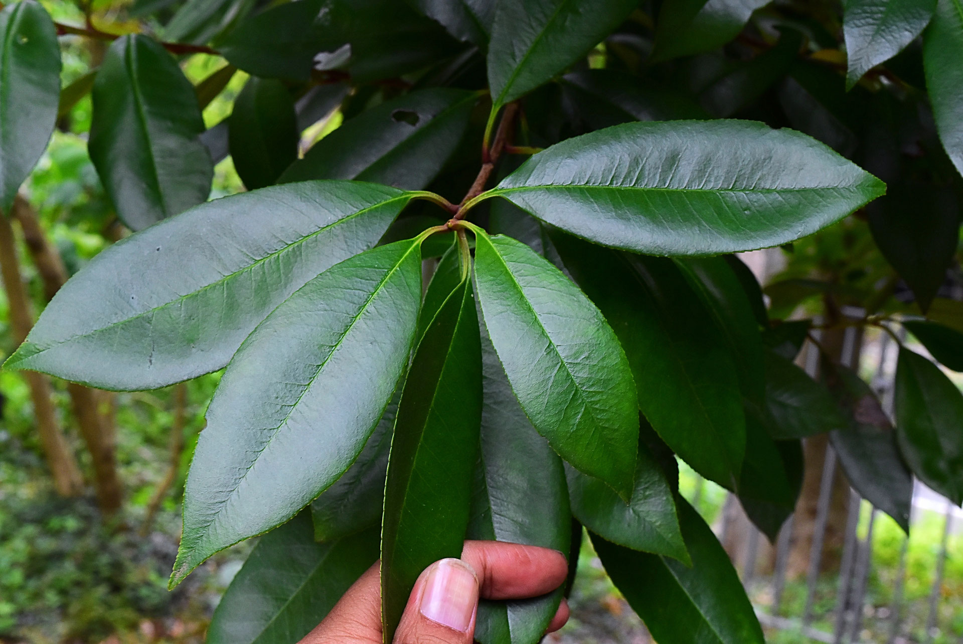 カナメモチ 庭木図鑑 植木ペディア