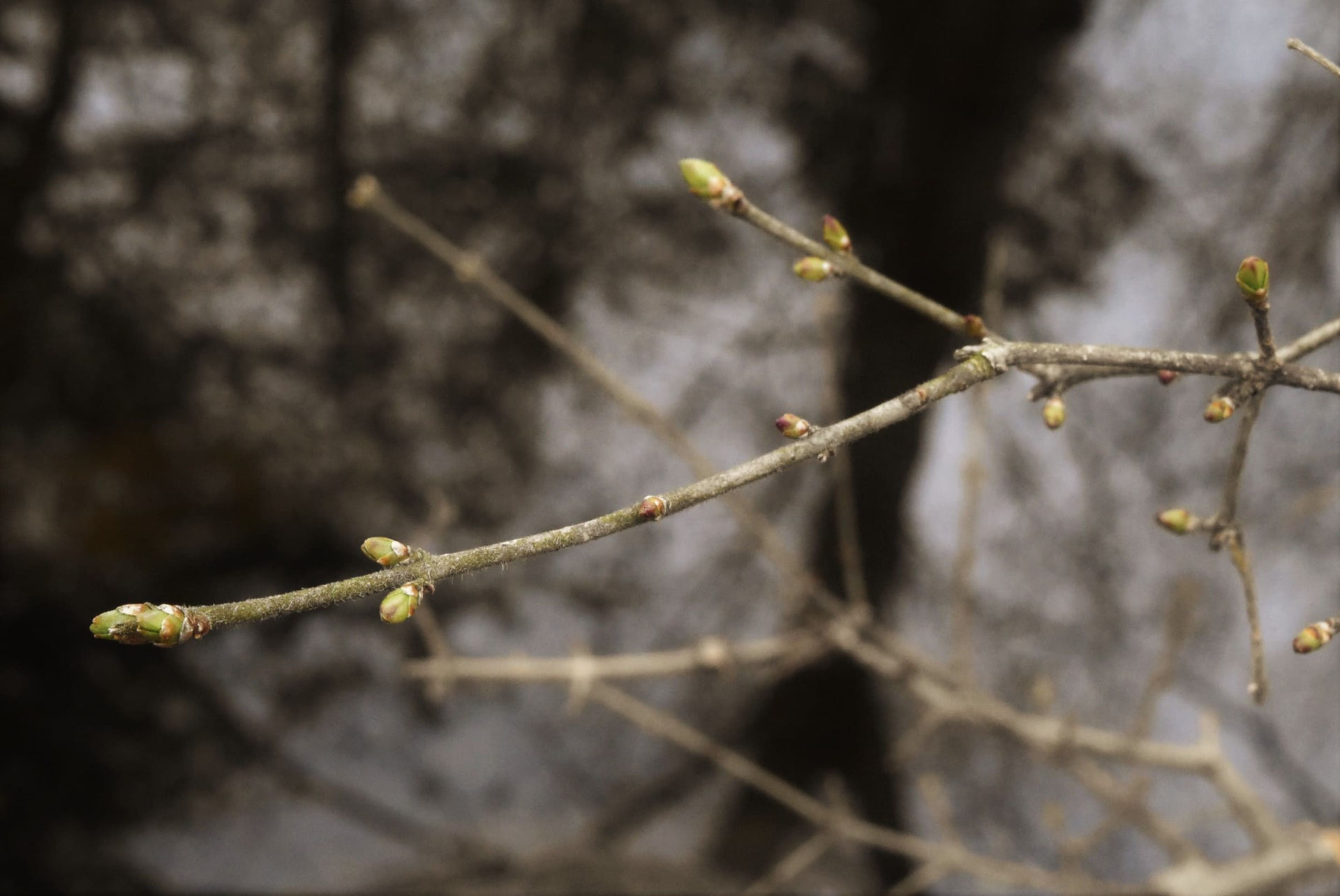 イボタノキ - 庭木図鑑 植木ペディア