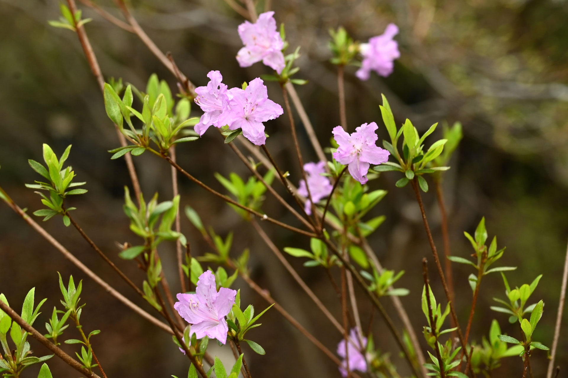 ふじつつじ-藤躑躅-開花期-