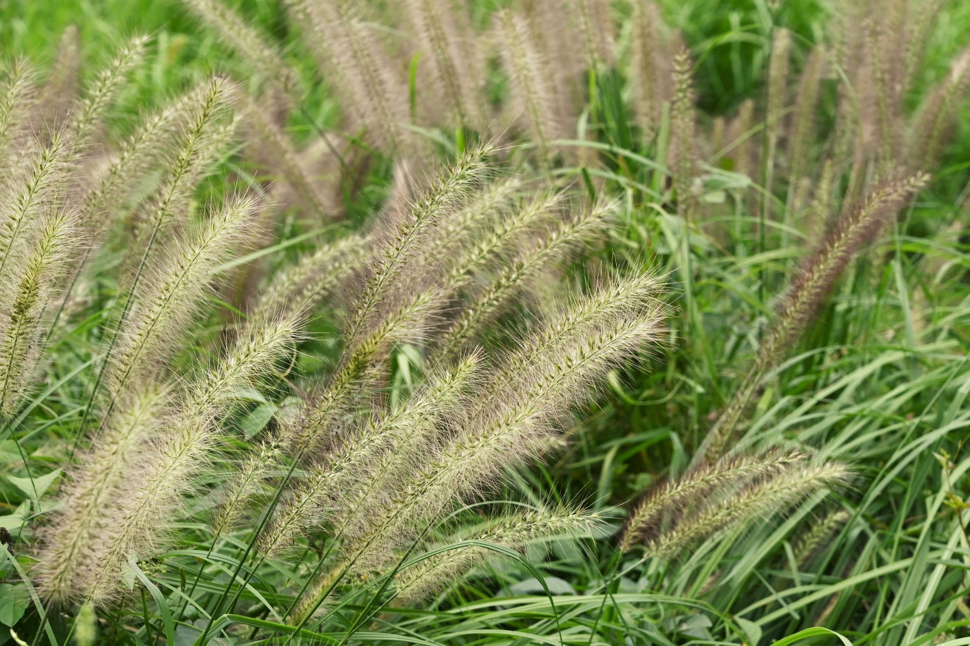 チカラシバ／ちからしば／力芝 - 庭木図鑑 植木ペディア