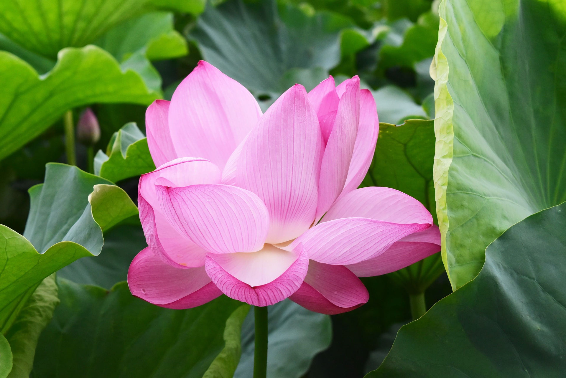 モクレン科の樹木 庭木図鑑 植木ペディア