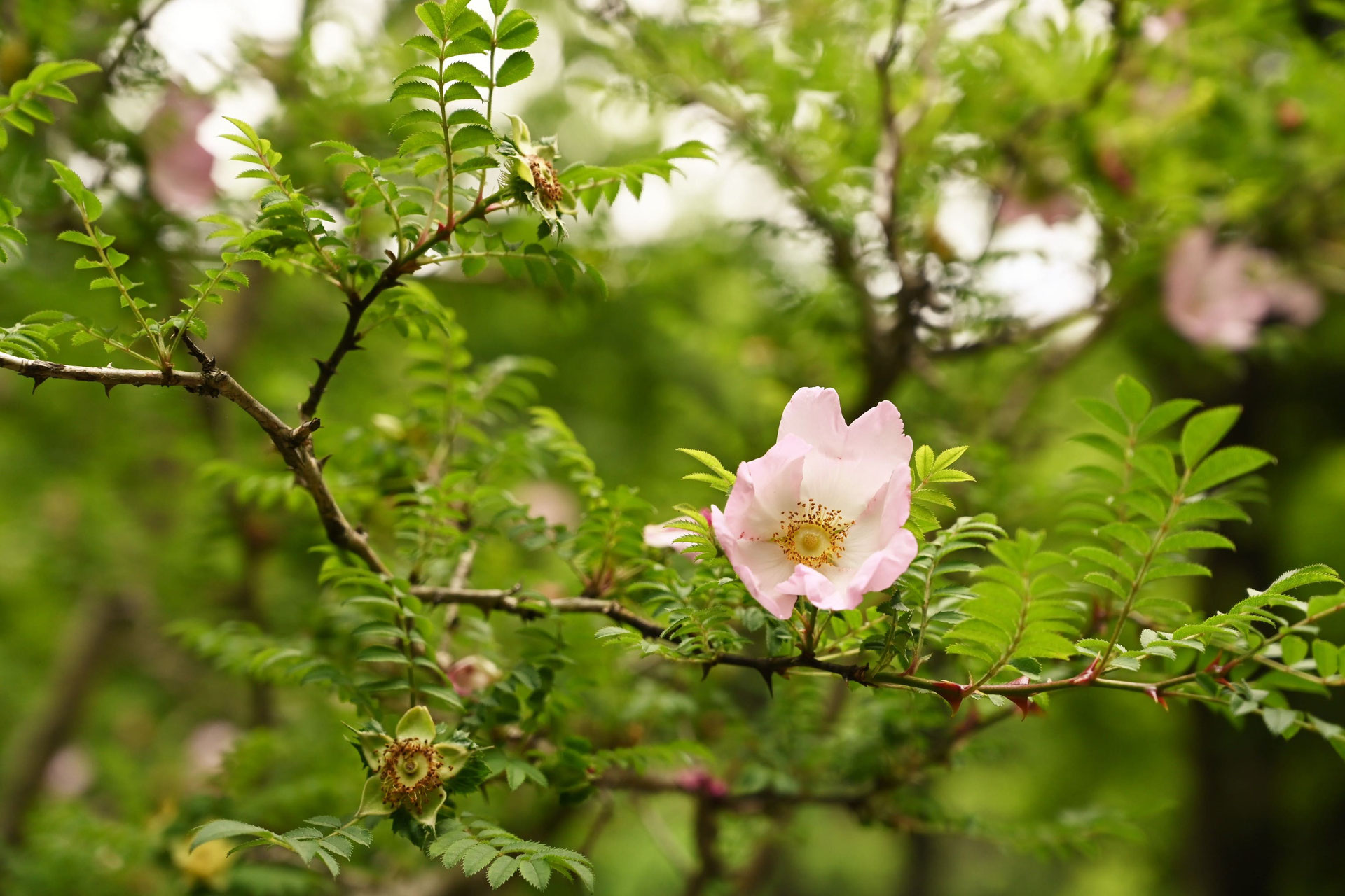 サンショウバラ（山椒薔薇） - 庭木図鑑 植木ペディア