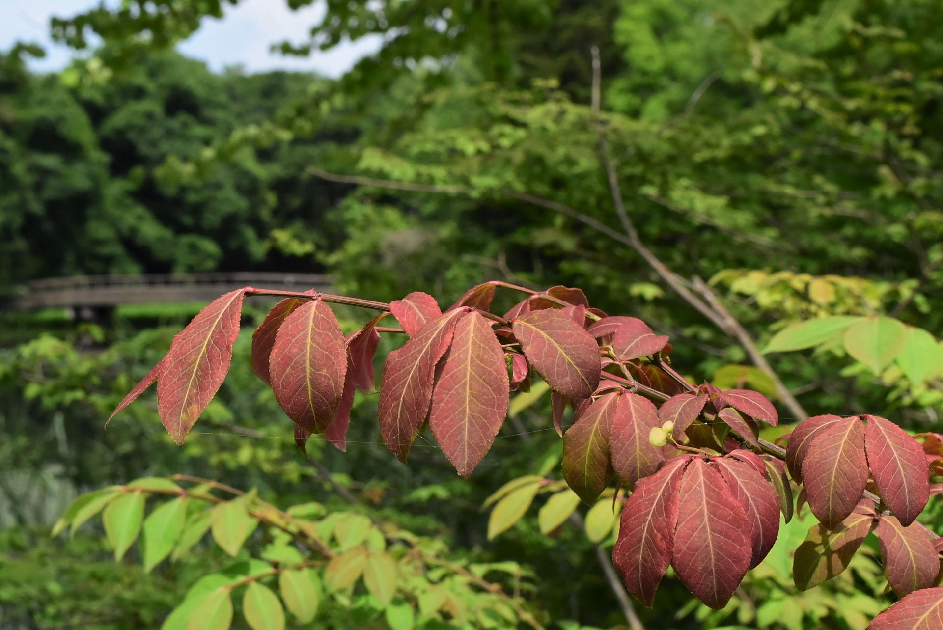 コマユミ（小真弓） - 庭木図鑑 植木ペディア