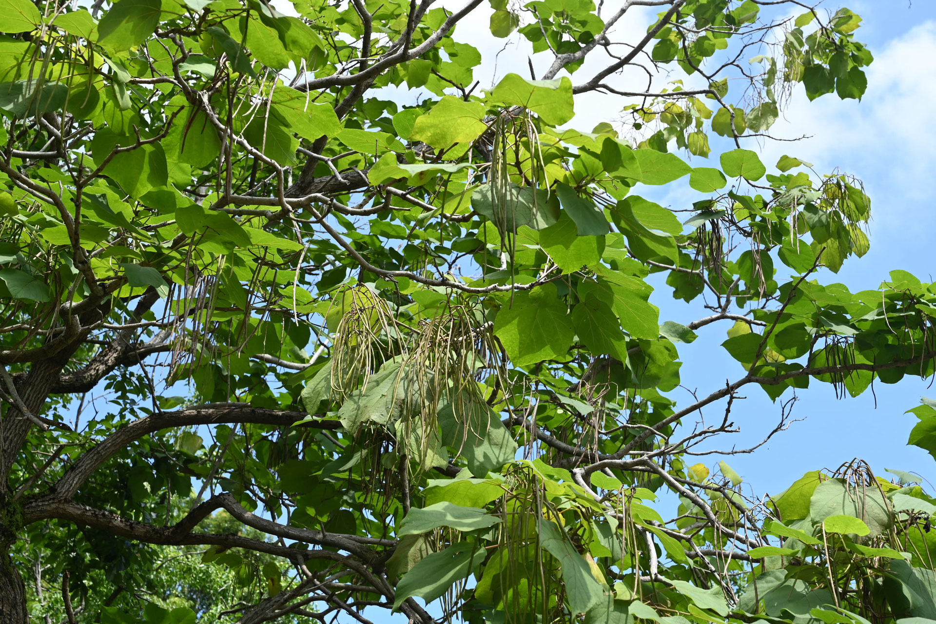 キササゲ 庭木図鑑 植木ペディア