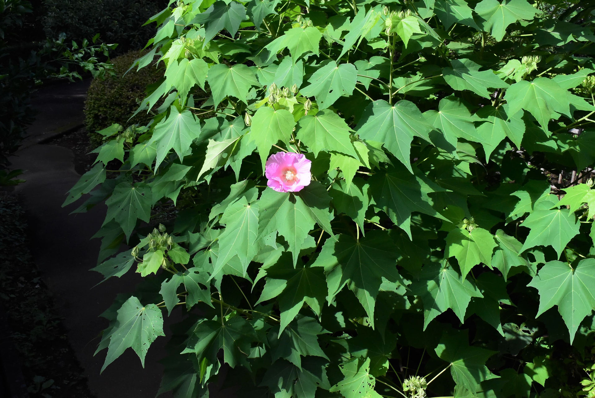 フヨウ 芙蓉 庭木図鑑 植木ペディア フヨウ 芙蓉 庭木図鑑 植木ペディア