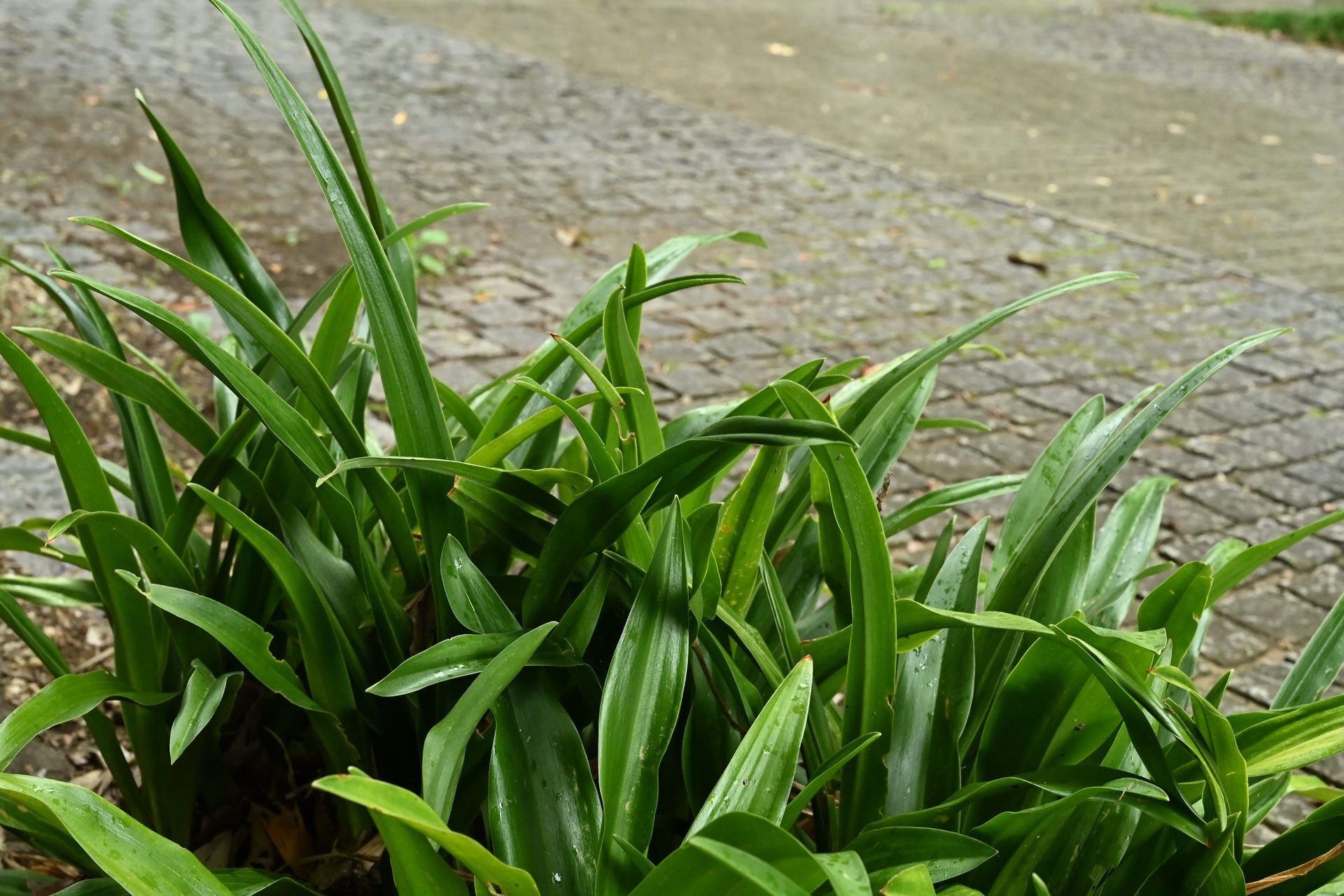 オモト おもと 万年青 庭木図鑑 植木ペディア