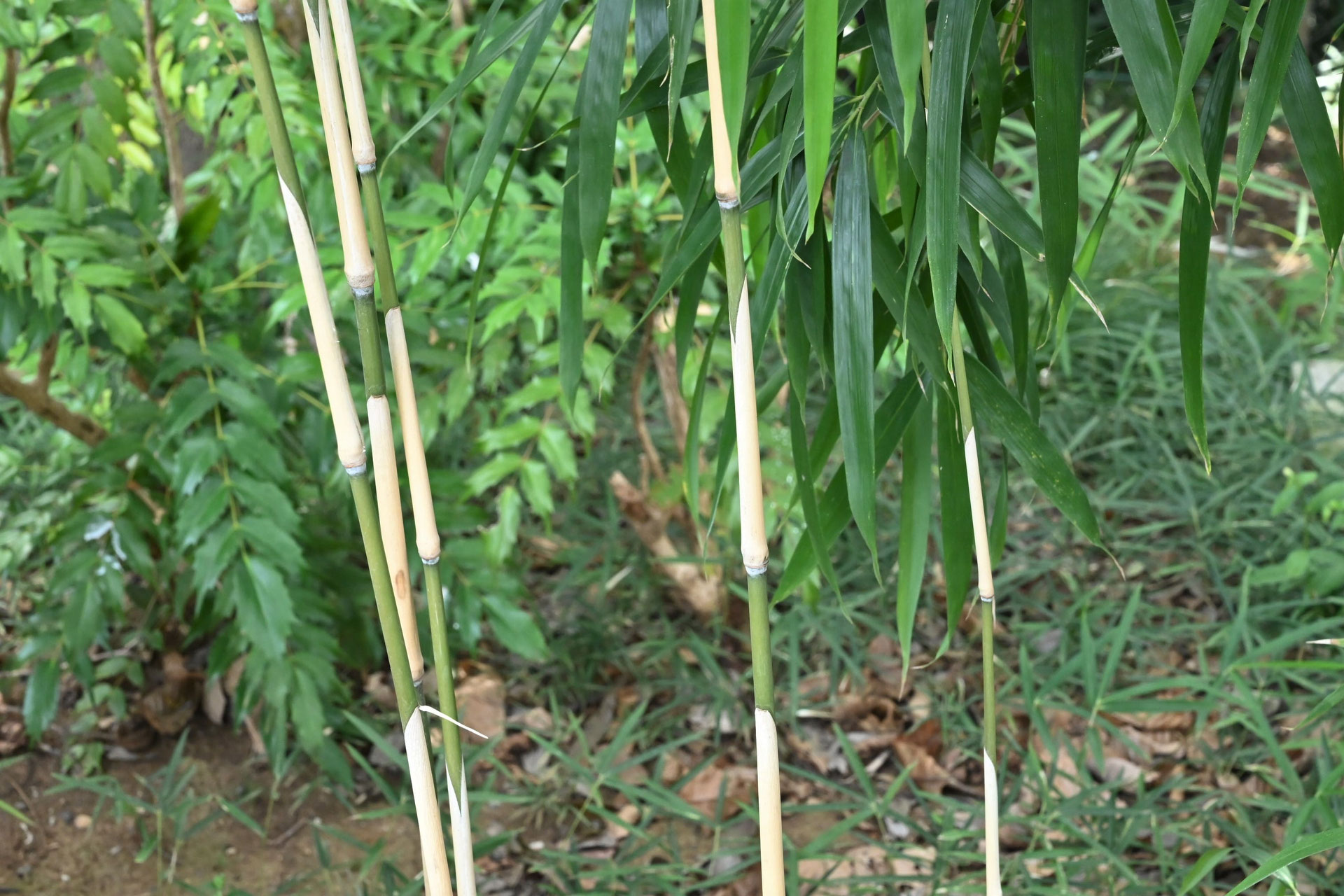 メダケ めだけ 女竹 庭木図鑑 植木ペディア メダケ めだけ 女竹 庭木図鑑 植木ペディア