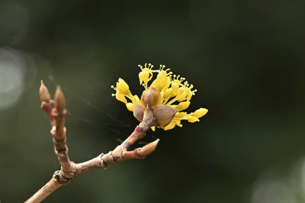 サンシュユ 花 言葉 100 で最高の画像 サンシュユ 花 言葉 100 で最高の画像