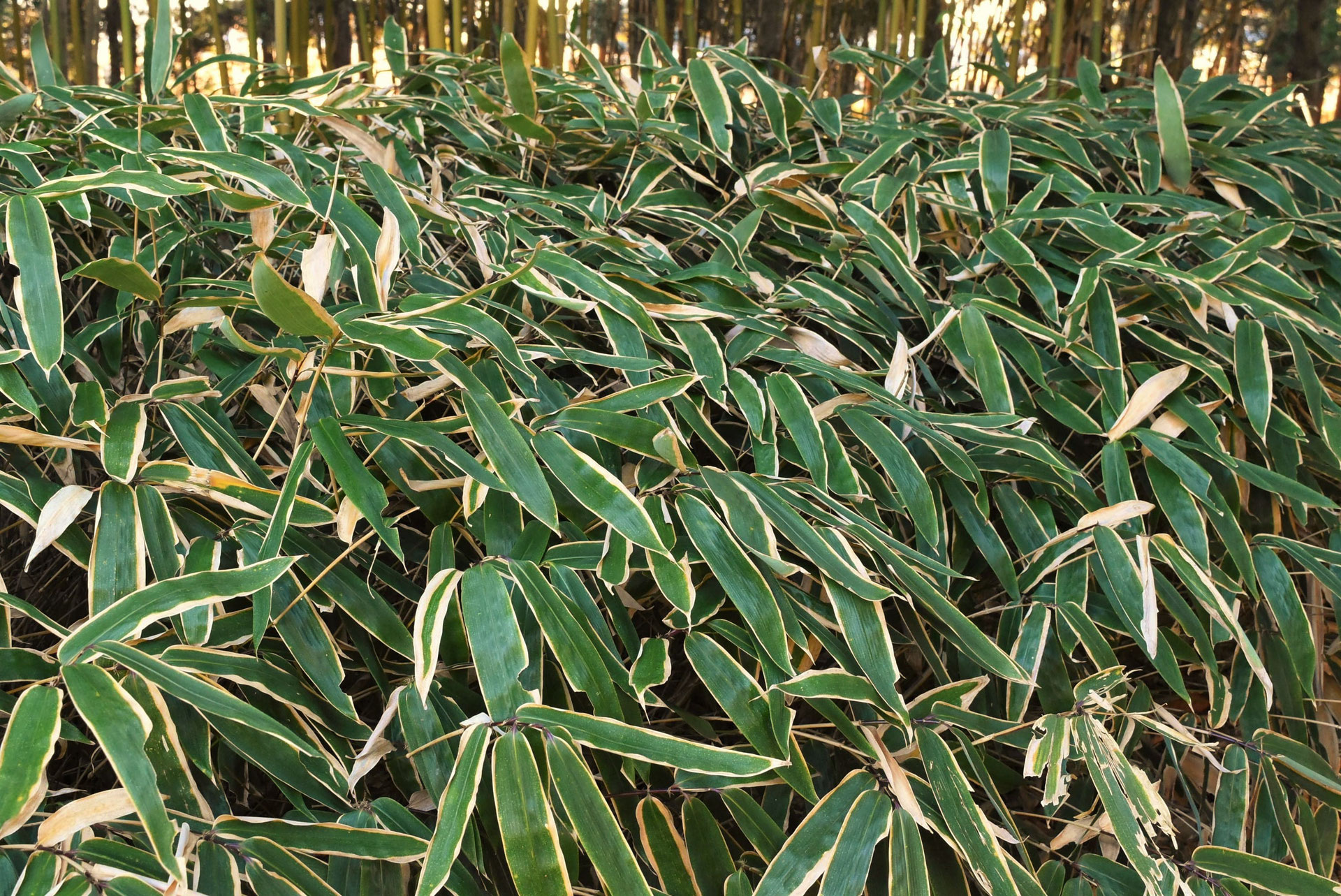 庭木図鑑 植木ペディア