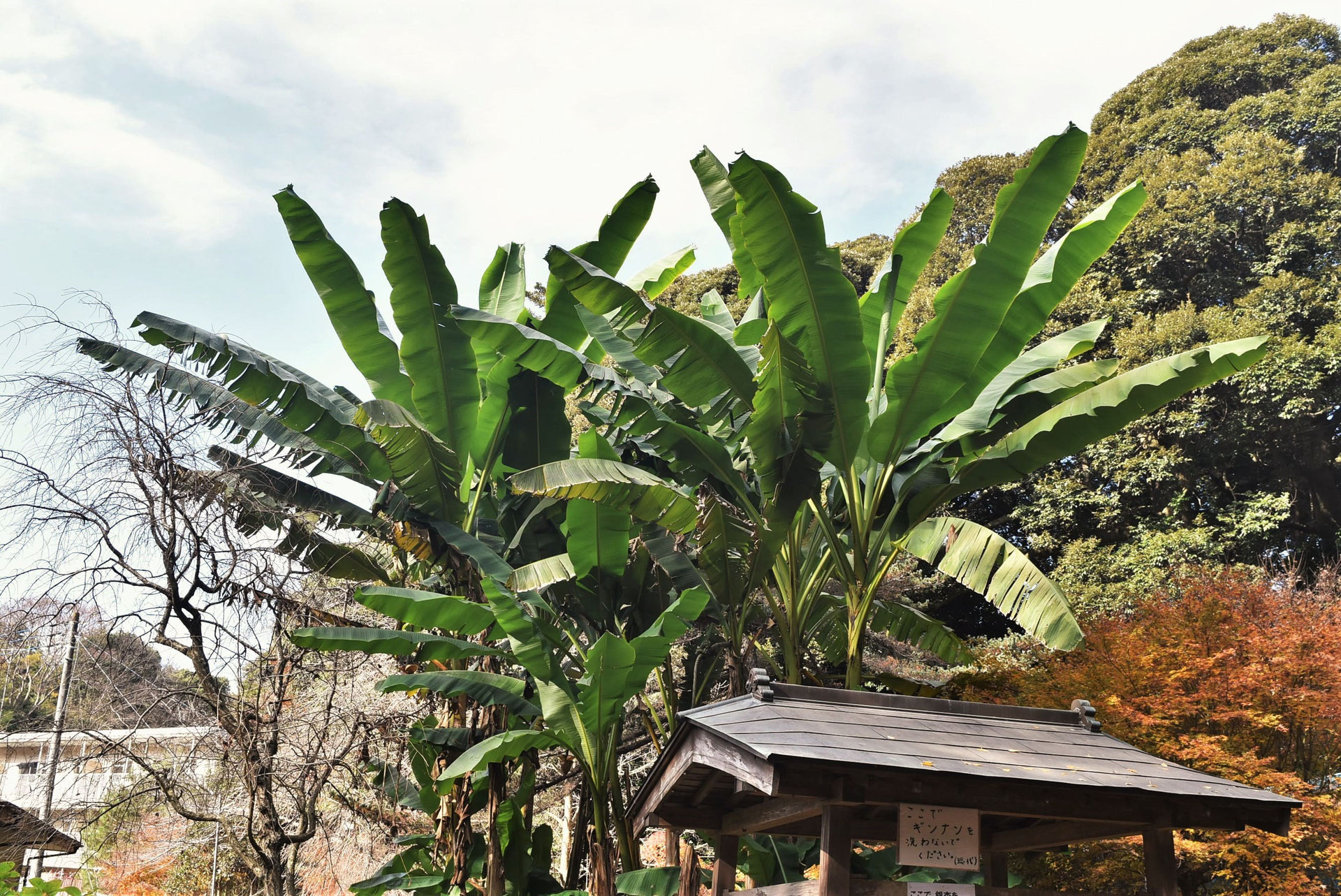 バショウ ばしょう 芭蕉 庭木図鑑 植木ペディア バショウ ばしょう 芭蕉 庭木図鑑 植木ペディア