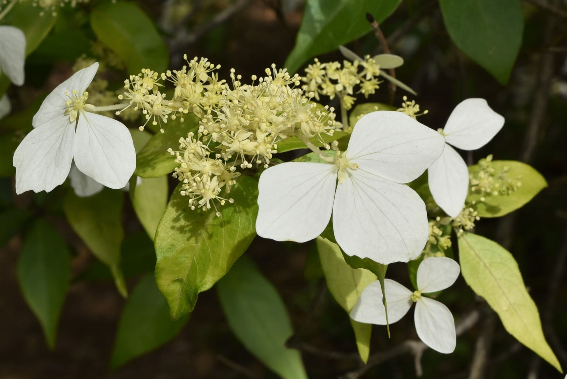 ガクウツギ 庭木図鑑 植木ペディア