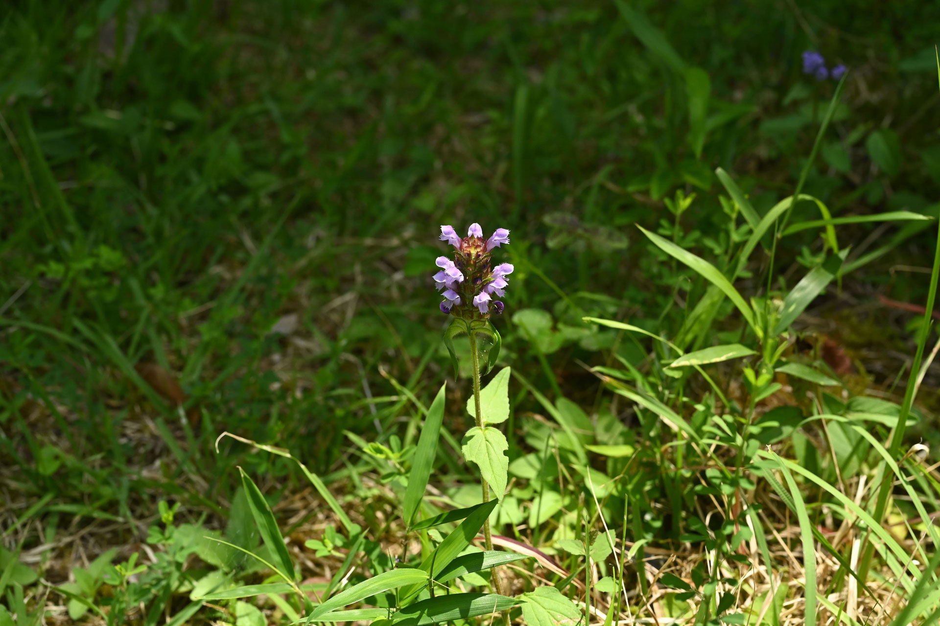 ウツボグサ うつぼぐさ 庭木図鑑 植木ペディア