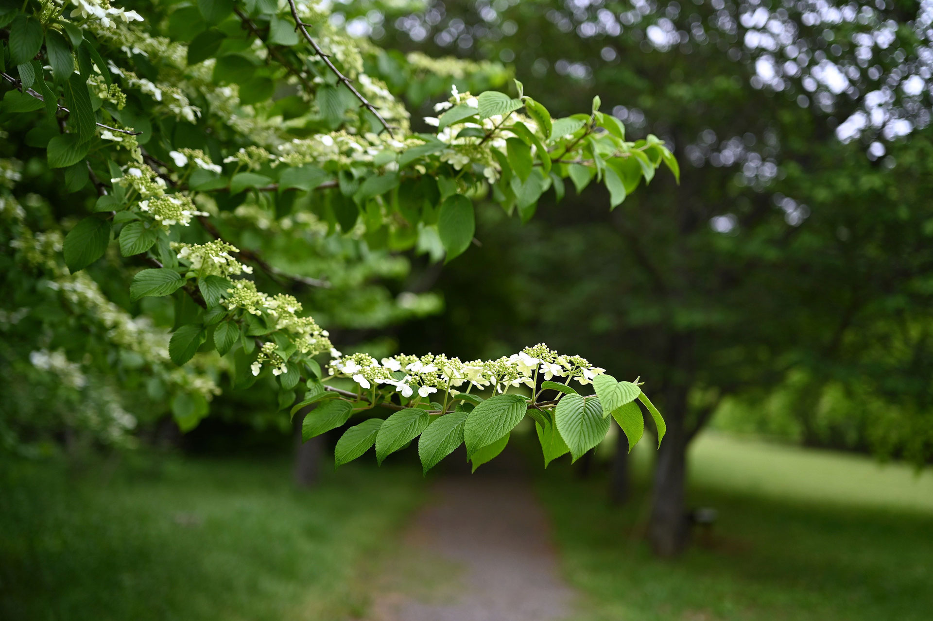 27 福井県産 天然山採り ヤブデマリ オオデマリ ヤブデマリ（藪手毬