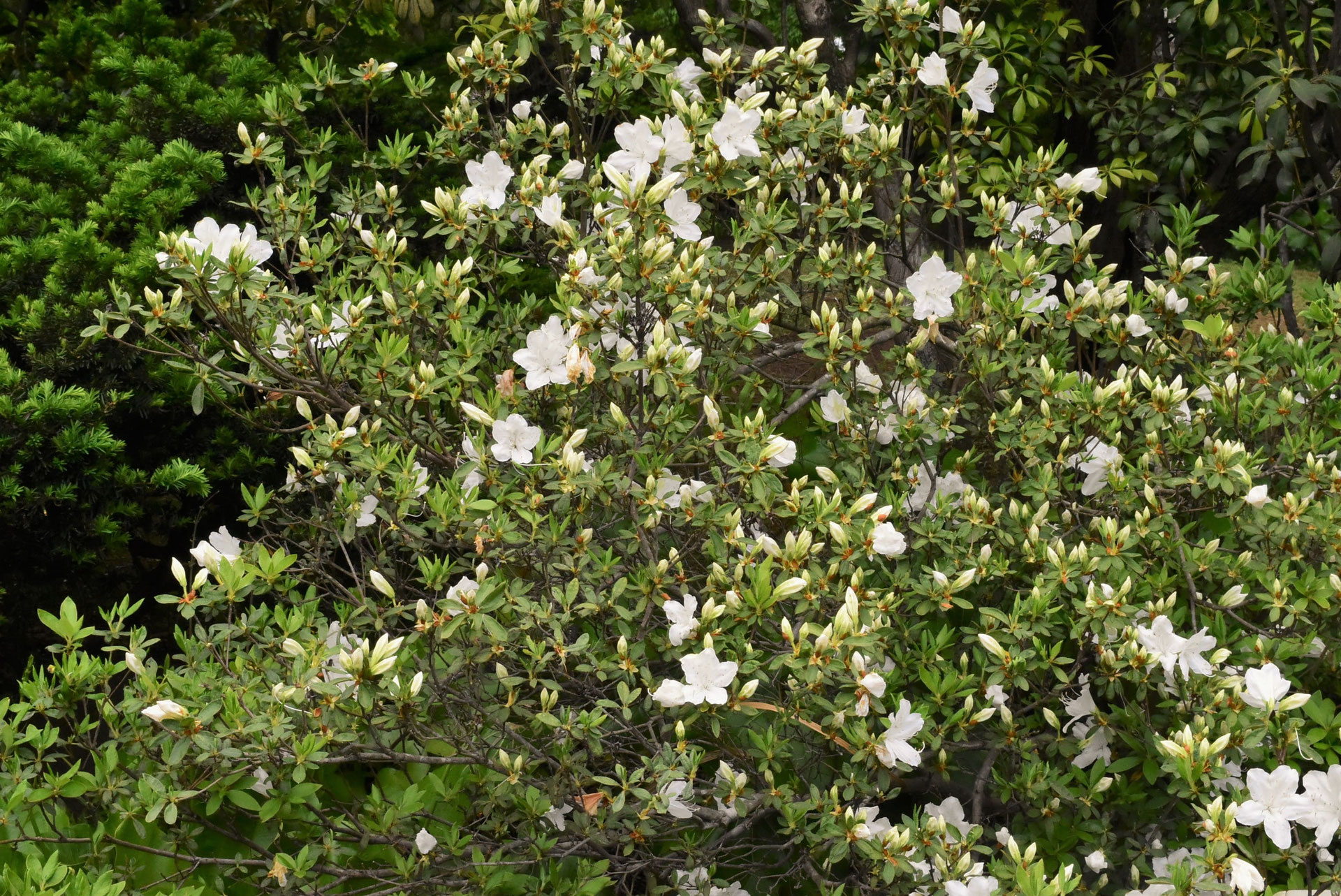 リュウキュウツツジ りゅうきゅうつつじ 琉球躑躅 庭木図鑑 植木ペディア