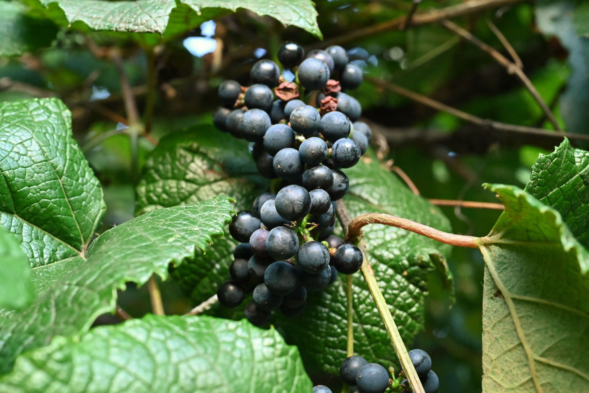 エビヅル えびづる 蝦蔓 庭木図鑑 植木ペディア エビヅル えびづる 蝦蔓 庭木図鑑 植木ペディア