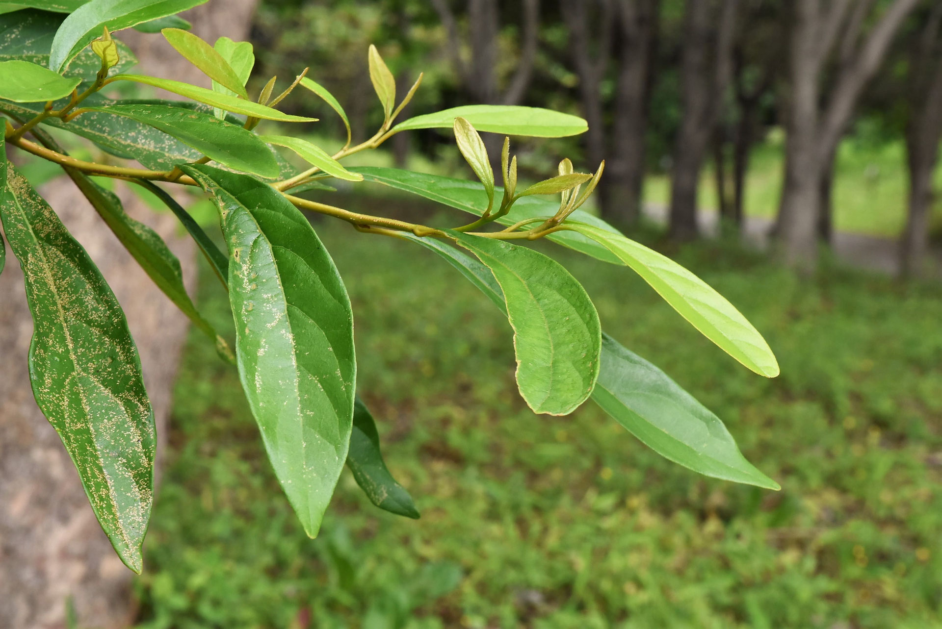 カナクギノキ 庭木図鑑 植木ペディア