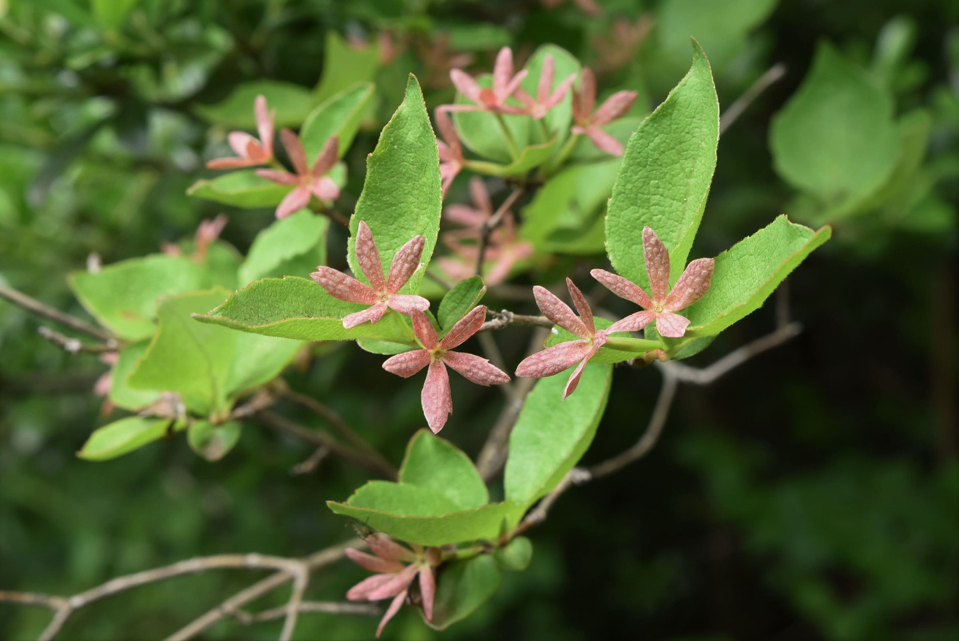 山野草ツクバネ開花株衝羽根 茶花 正月飾り 庭木低木しつらい