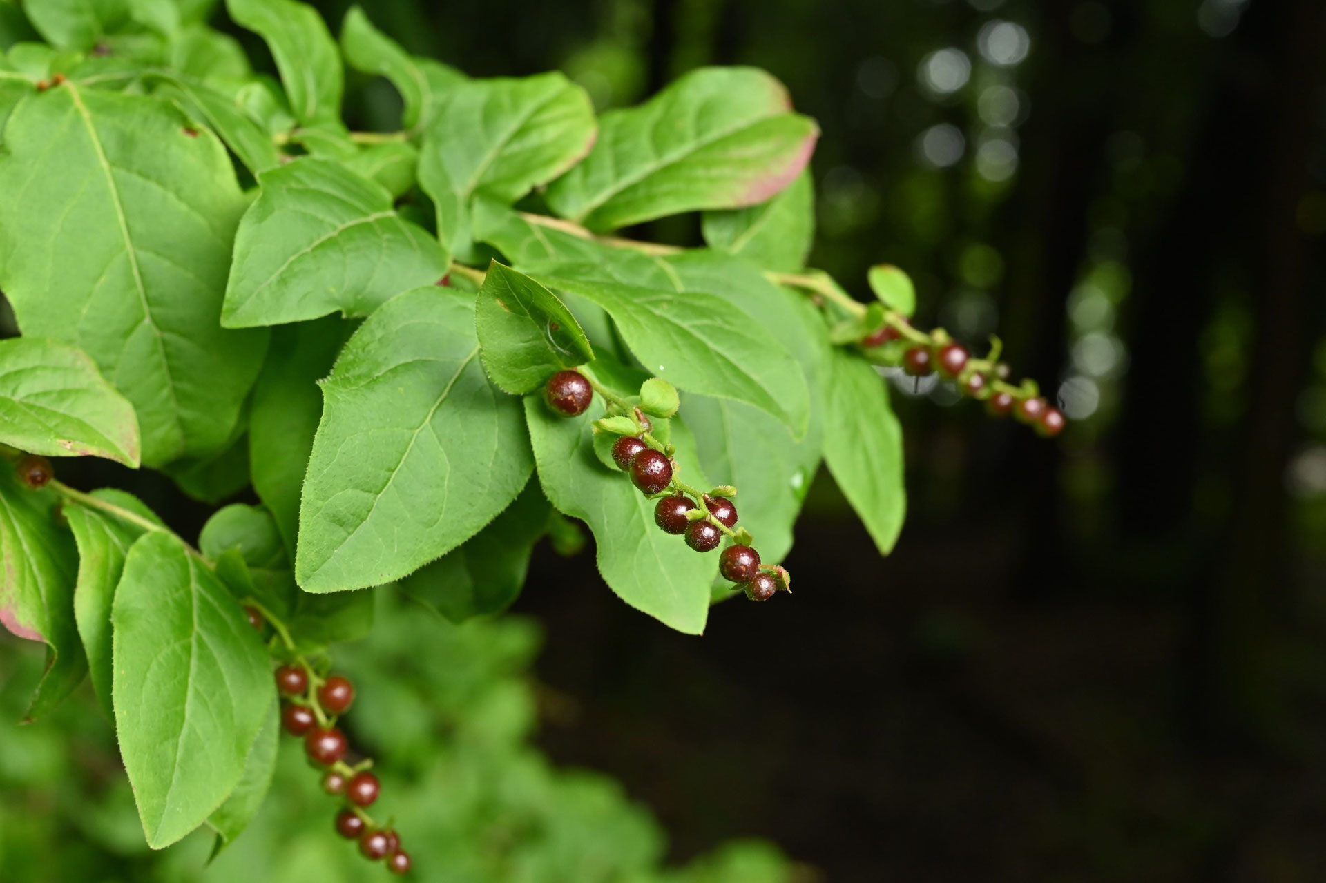 ナツハゼ-なつはぜ-果実-種子-