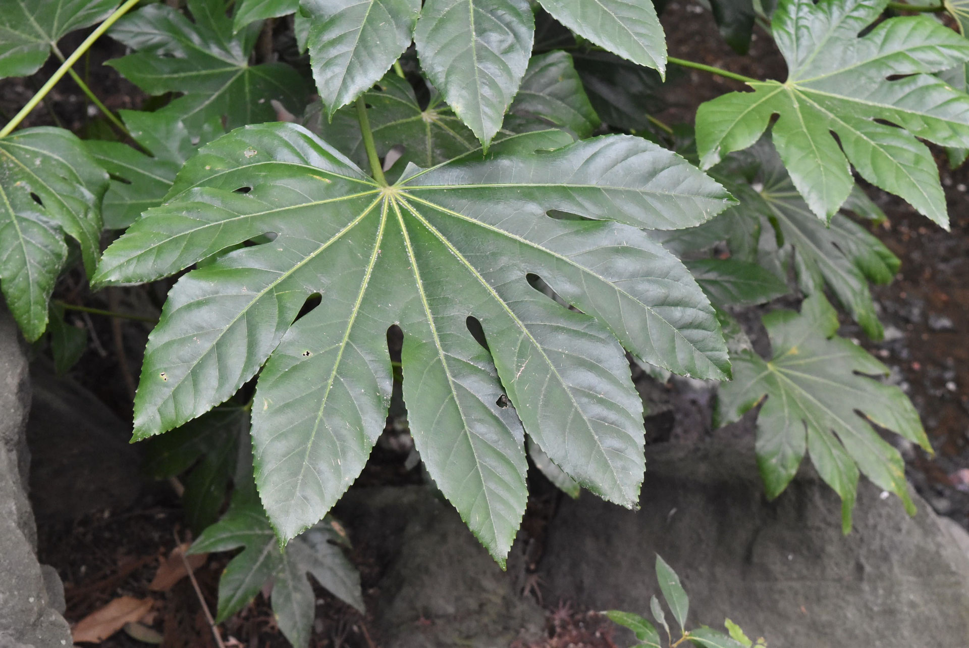 【安心発送】 ヤツデ（八手） 植木ペディア 庭木図鑑 - その他