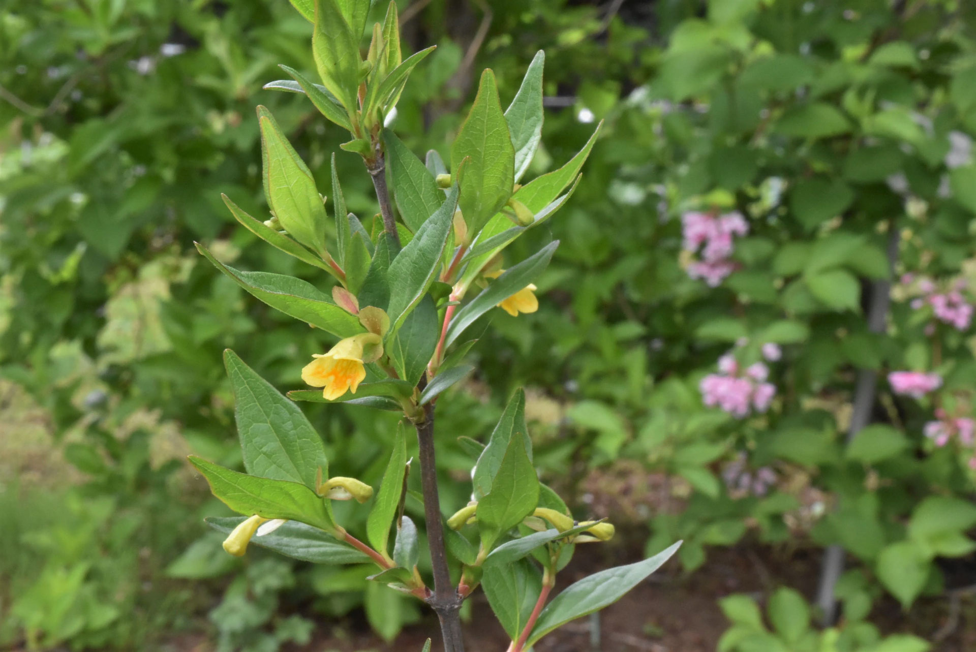 コツクバネウツギ 庭木図鑑 植木ペディア