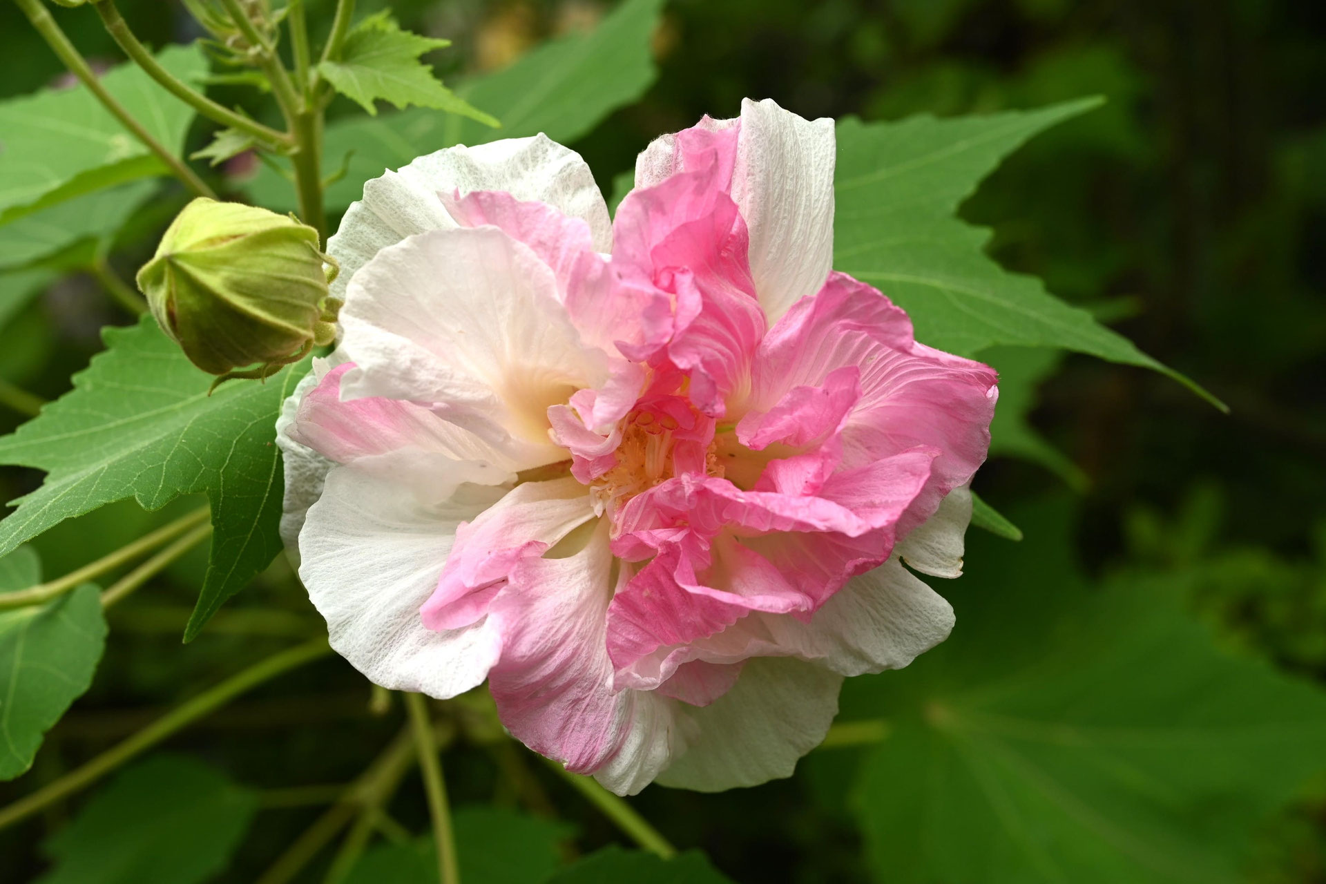 酔芙蓉（スイフヨウ）の特徴と育て方｜一日で花色が変わる庭木図鑑