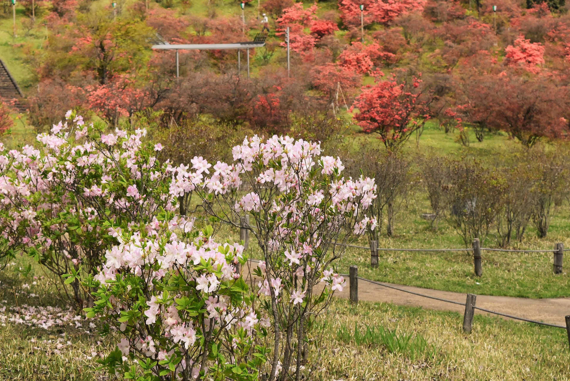 クロフネツツジ/大株【現品発送】管理70768 ツツジ：クロフネツツジ8号