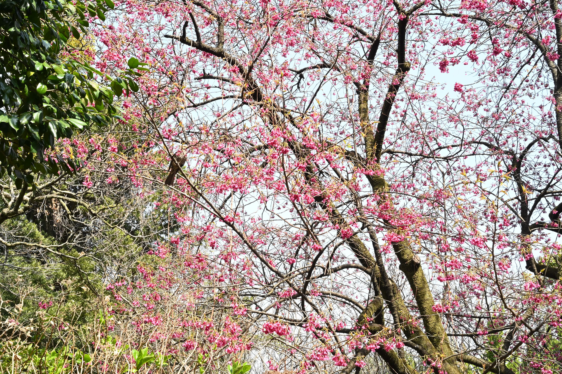 カンヒザクラ／かんひざくら／寒緋桜 - 庭木図鑑 植木ペディア