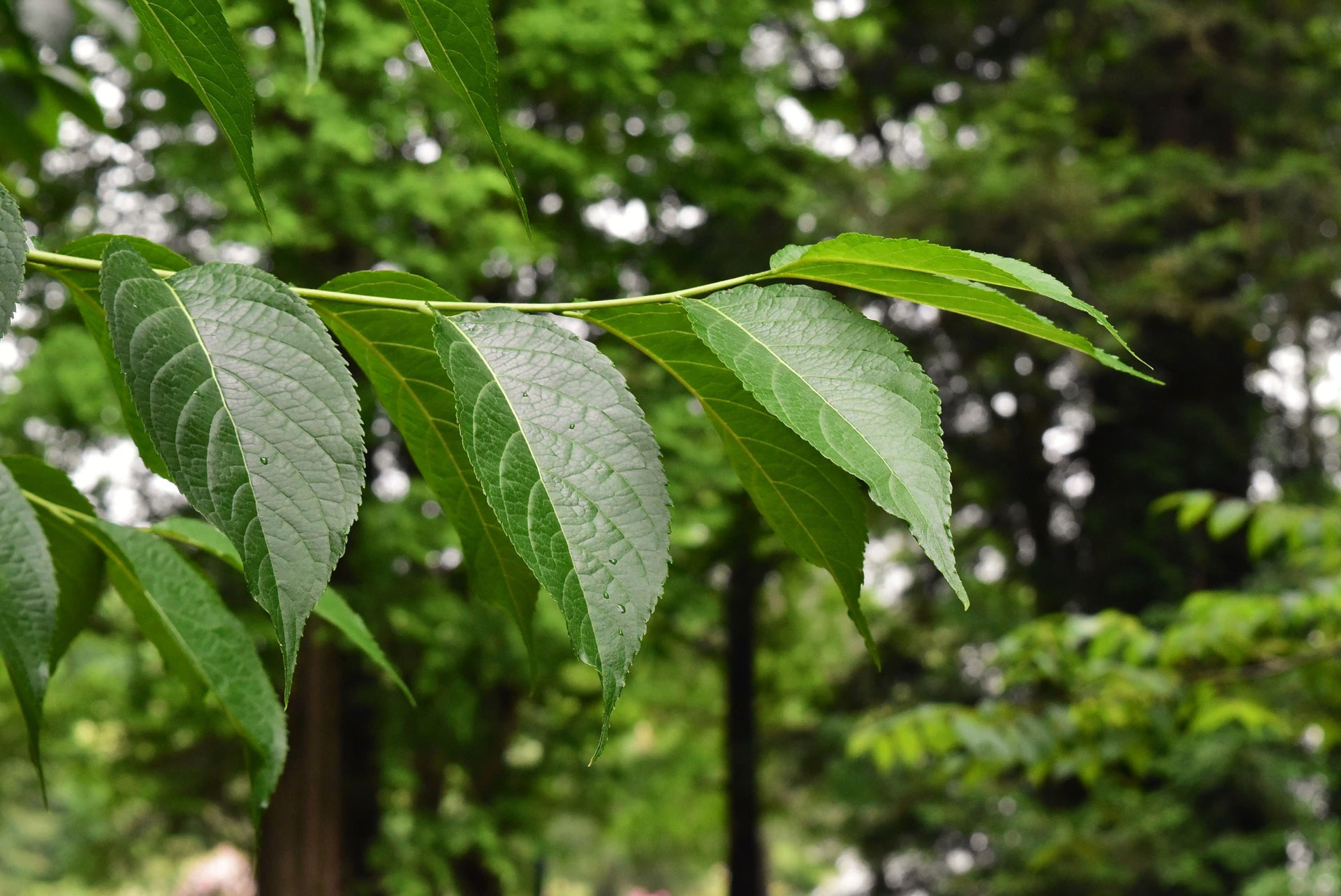 トチュウ（杜仲） - 庭木図鑑 植木ペディア