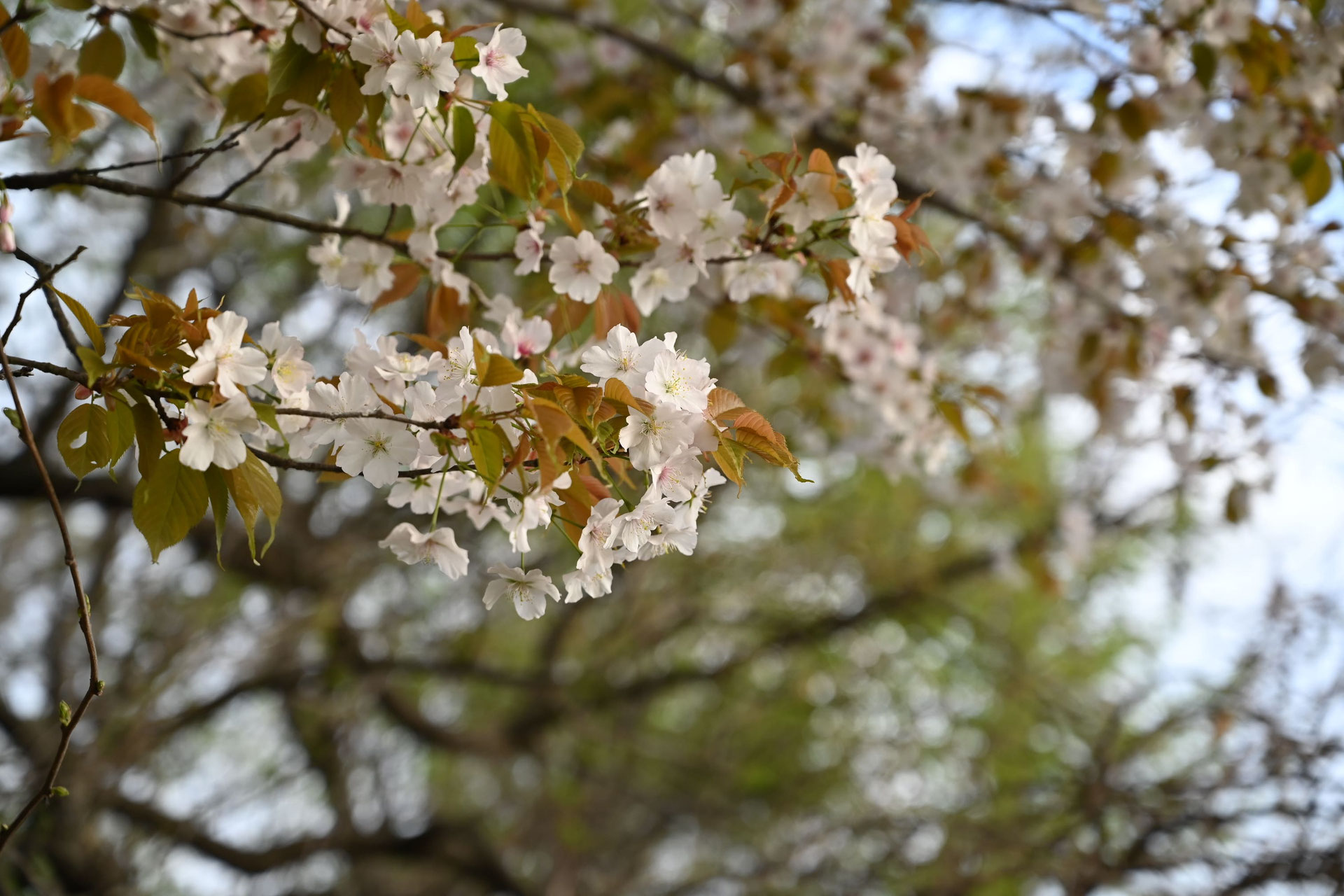 サクラ(桜) 山桜(ヤマザクラ)[四年生苗] - 果樹苗・大苗・苗木