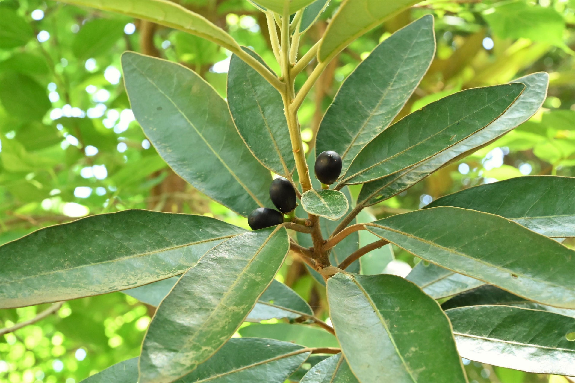 天然＊野生【枇杷＊枇杷の木＊大きめ苗木】枇杷の葉は薬効成分多し/風水/縁起木 天然＊野生【枇杷＊枇杷の木＊大きめ苗木】枇杷の葉は薬効 乾燥 びわ葉