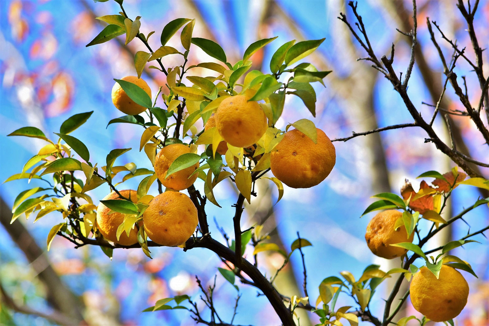 ユズ（柚子） - 庭木図鑑 植木ペディア