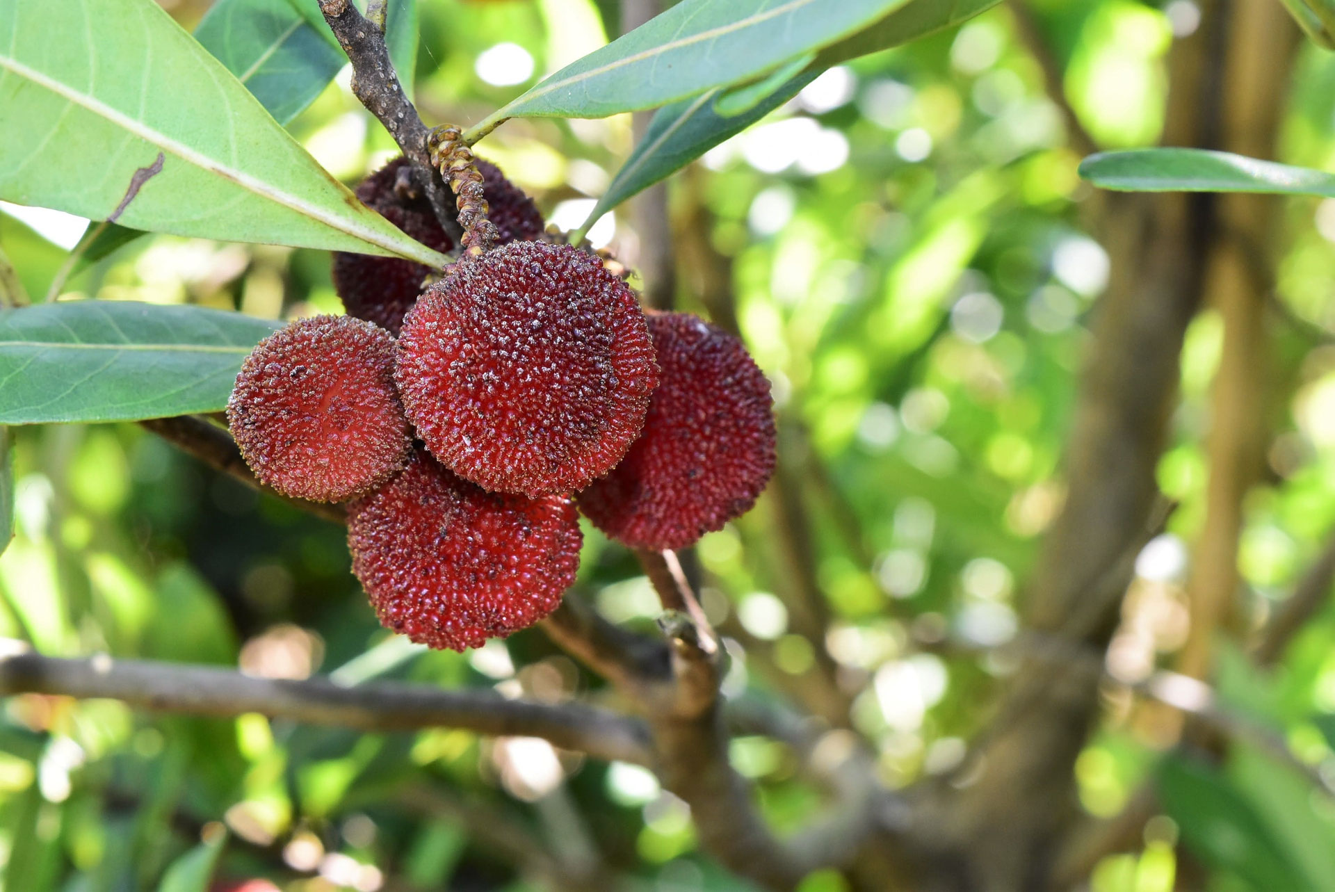 ヤマモモ（山桃） - 庭木図鑑 植木ペディア