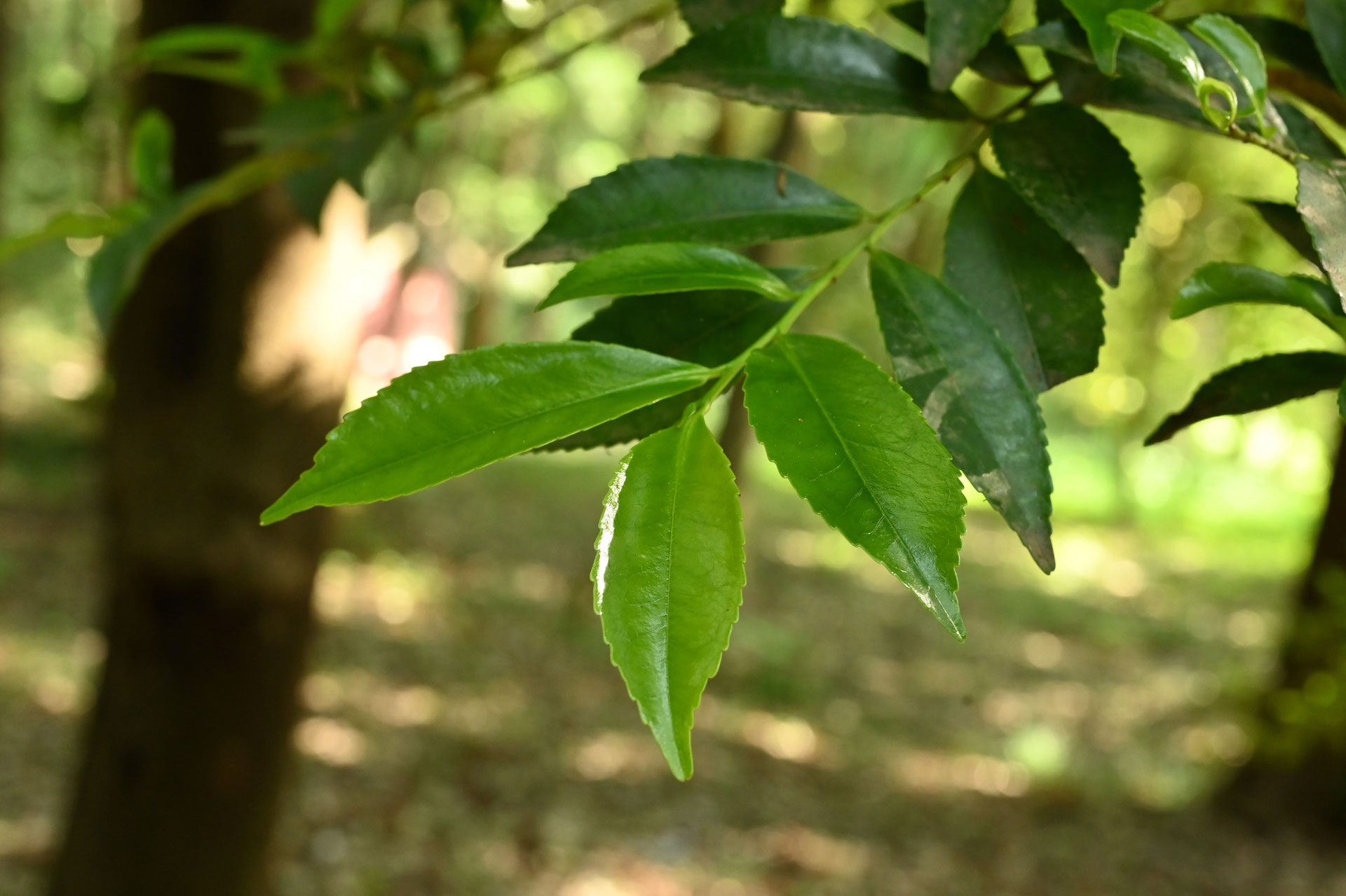 ヒサカキ 姫榊 庭木図鑑 植木ペディア