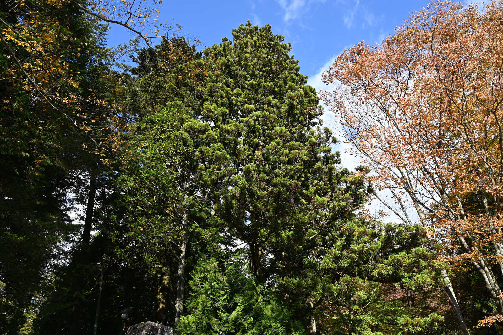 スギ(杉) - 庭木図鑑 植木ペディア スギ(杉) - 庭木図鑑 植木ペディア