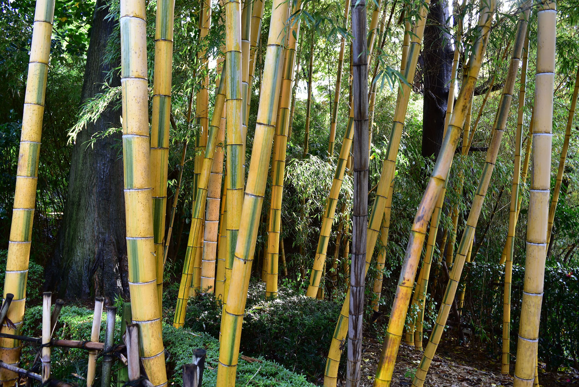キンメイホテイチク (Phyllostachys aurea f. koi)