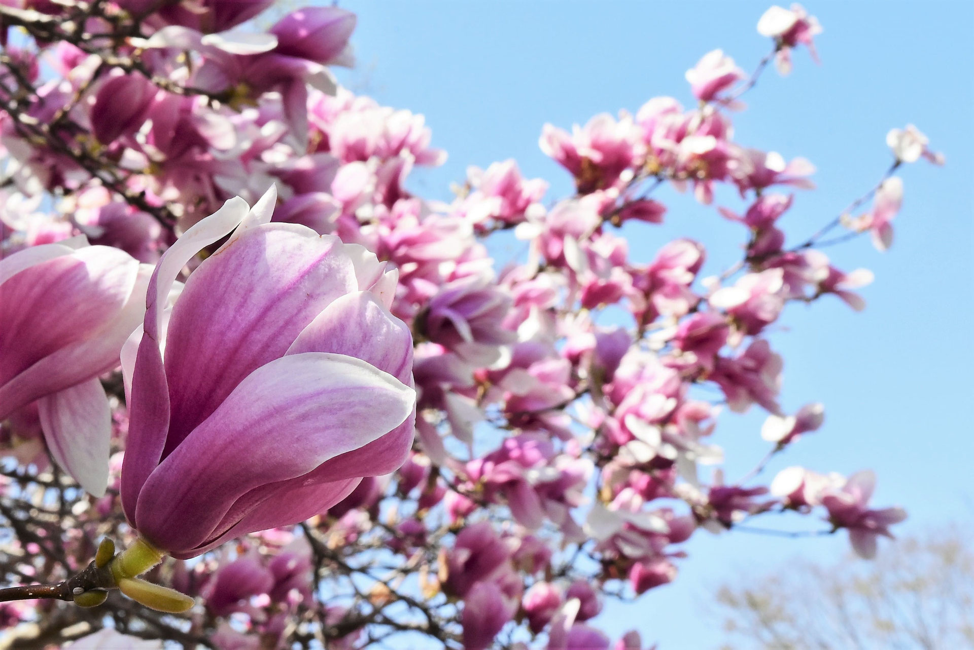 パラスパレス　日傘　木蓮　モクレン パラスパレス 日傘 木蓮 モクレン パラスパレス 日傘 木蓮 モクレン