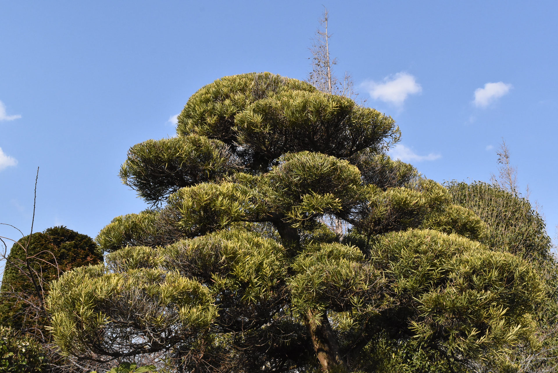 常緑樹 イヌマキ　槇　植木　3m50cm 三重 常緑樹 イヌマキ 槇 植木 3m50cm 三重