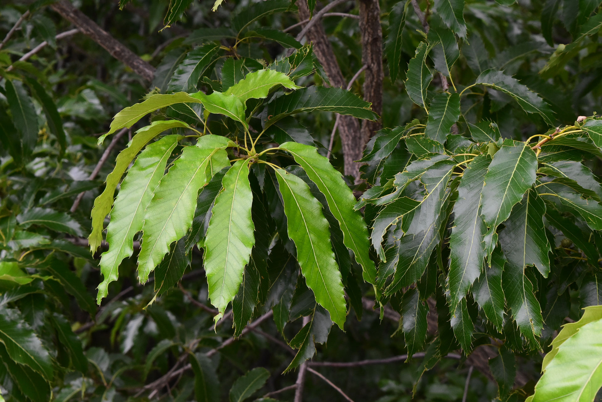 クヌギ（椚） 庭木図鑑 植木ペディア
