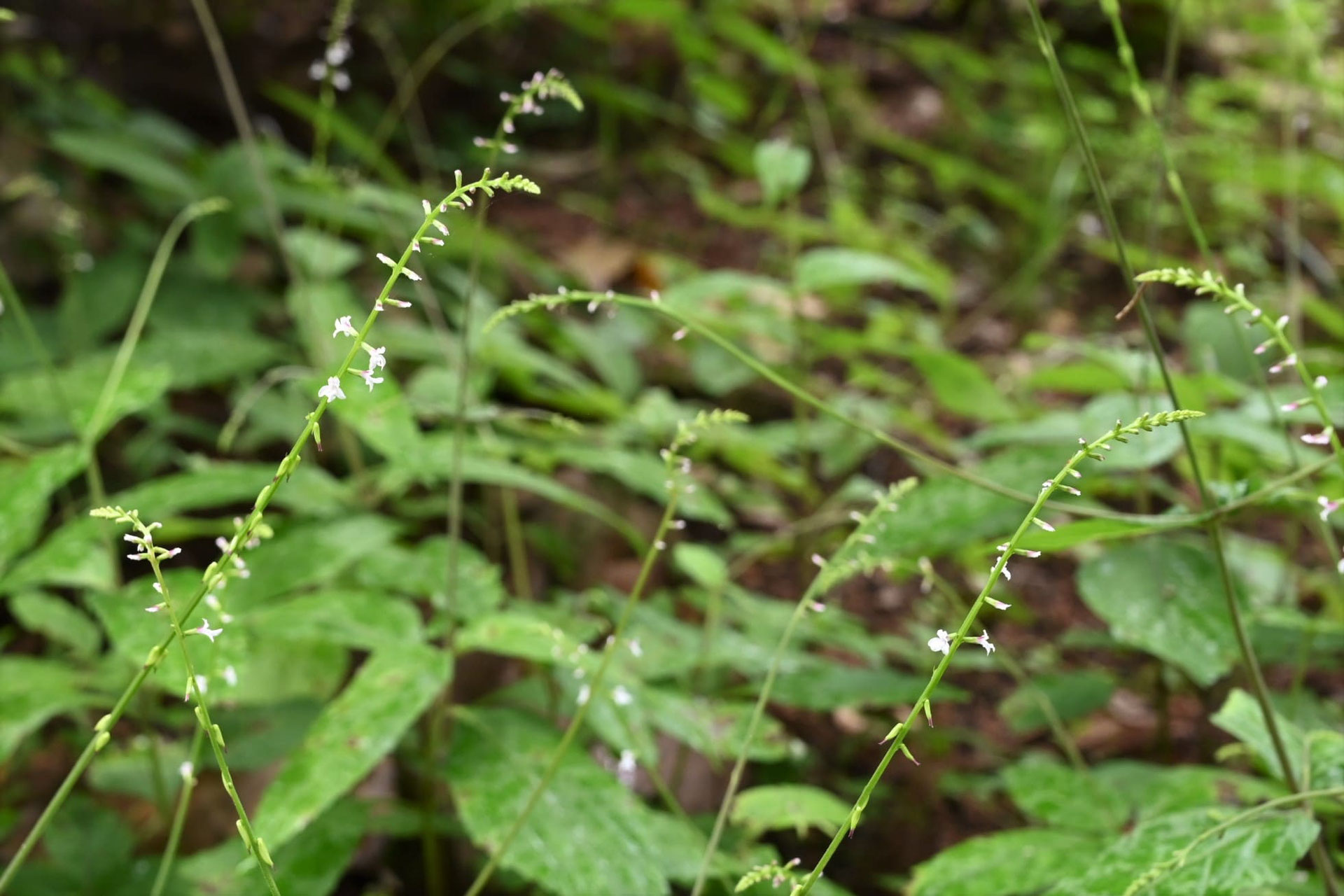 ハエドクソウ はえどくそう 蝿毒草 庭木図鑑 植木ペディア