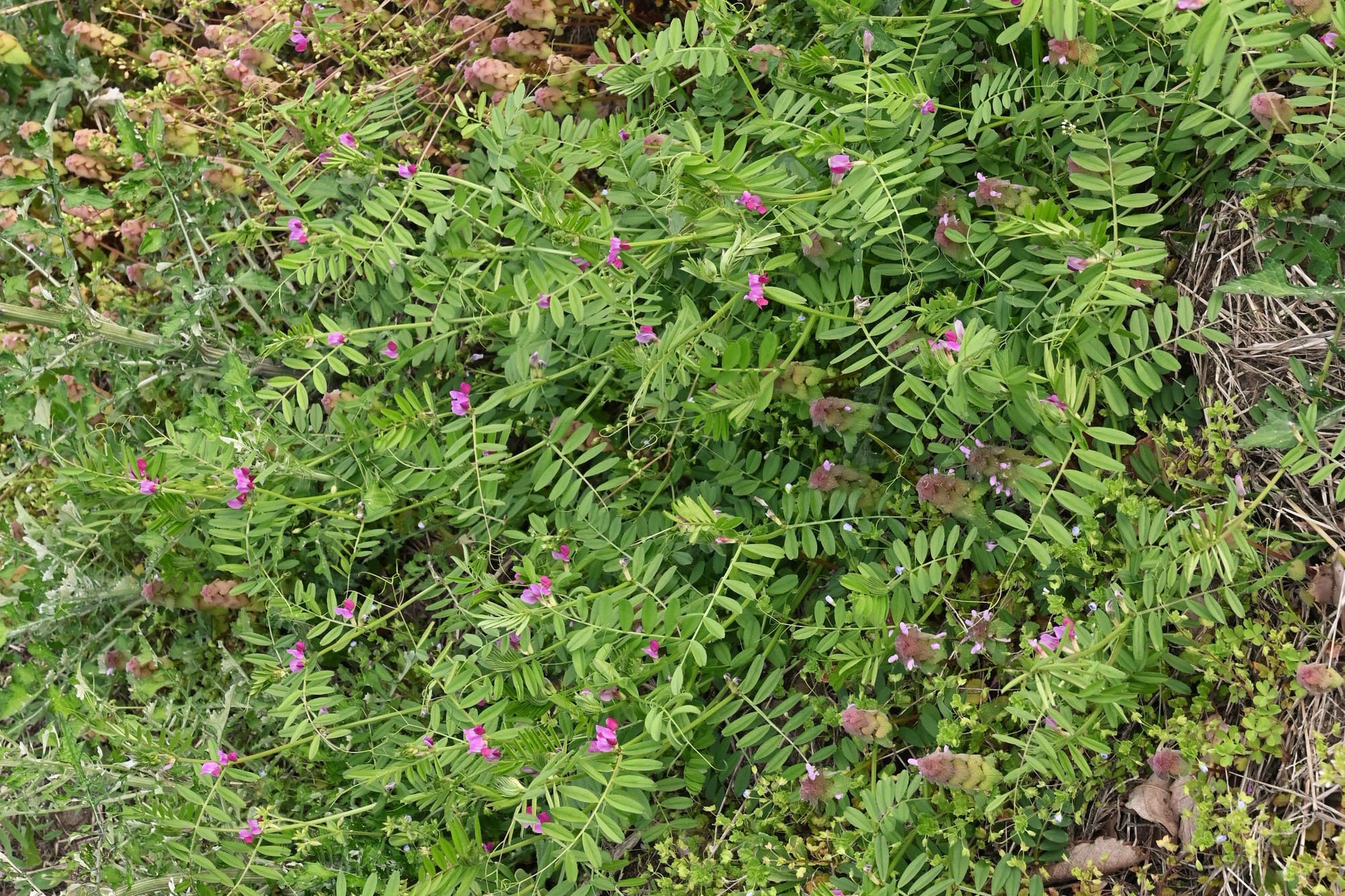 カラスノエンドウ／からすのえんどう - 庭木図鑑 植木ペディア